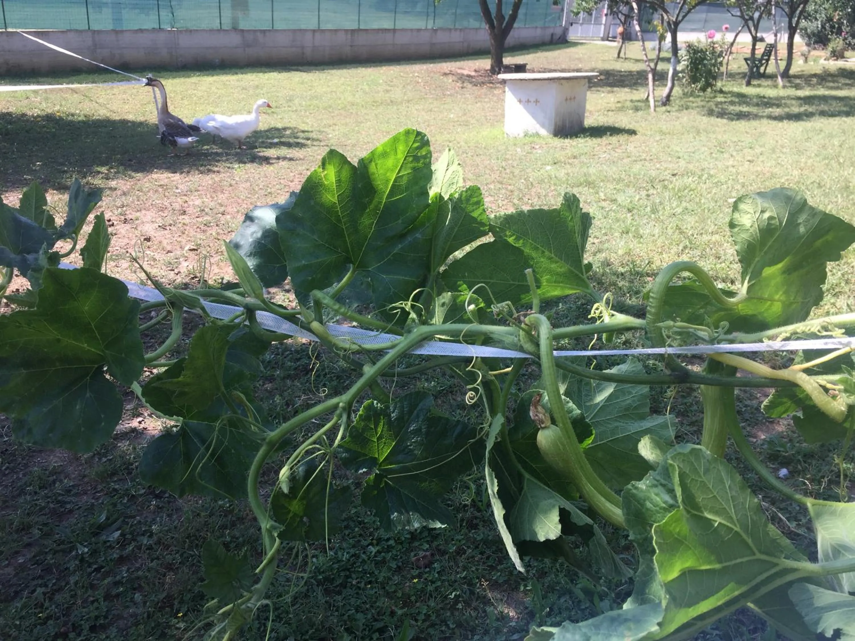 Pets in Oca Carolina