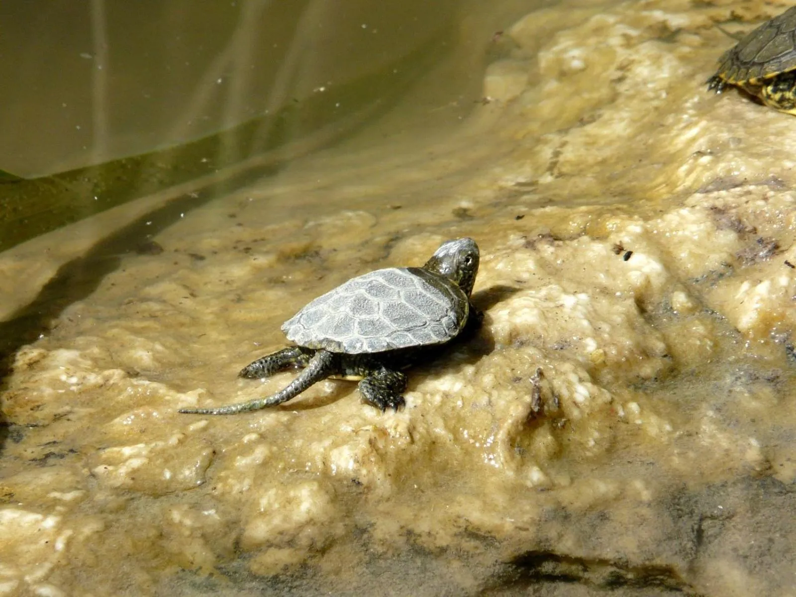 Animals in B&B Sicily
