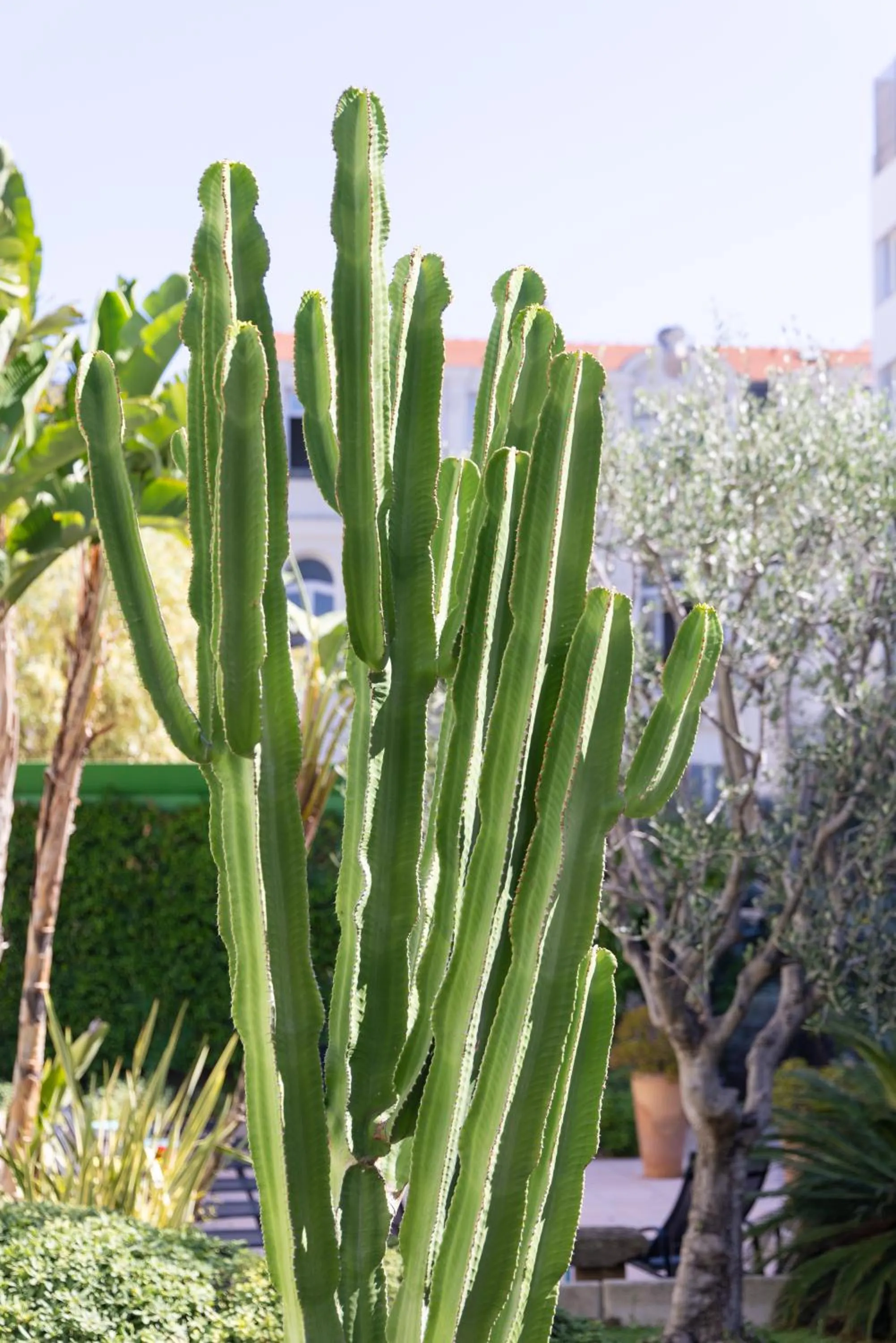 Garden view in Mercure Nice Centre Notre Dame