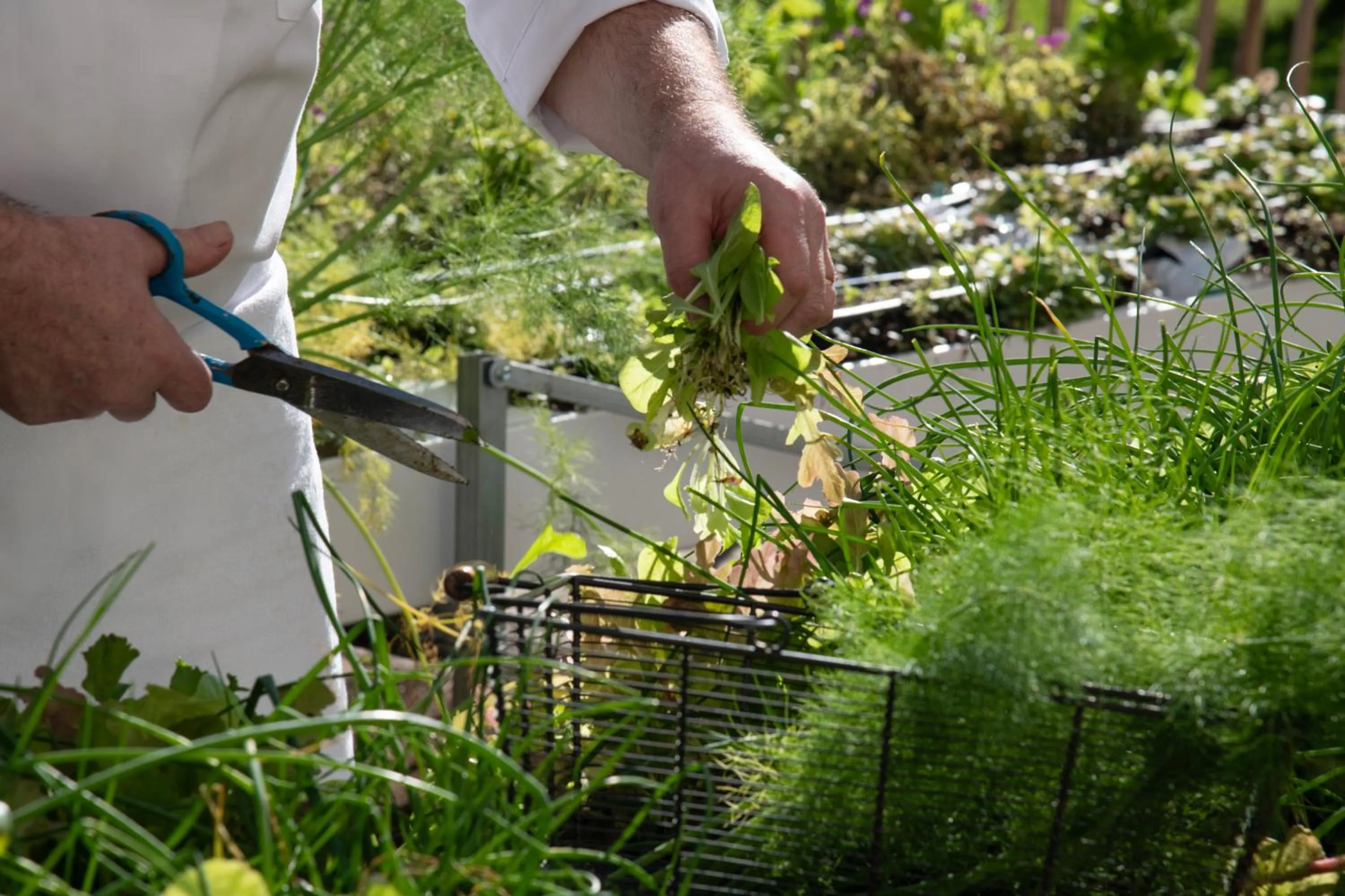 Garden in Novotel Nice Aéroport Cap 3000