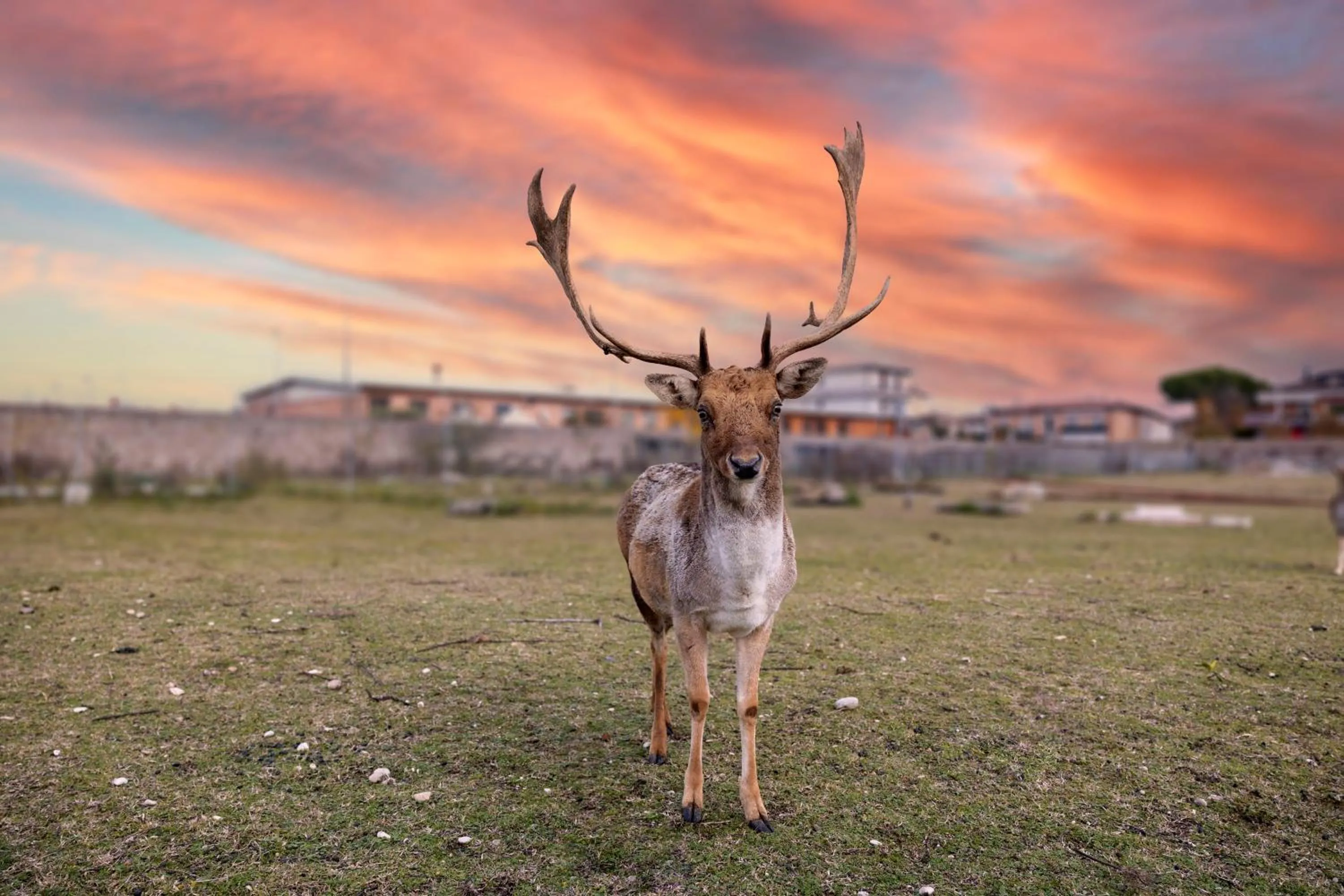 Animals in Hotel La Caporala