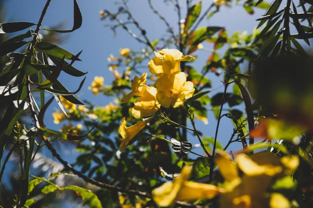 Garden in Numero Uno Beach Apartments