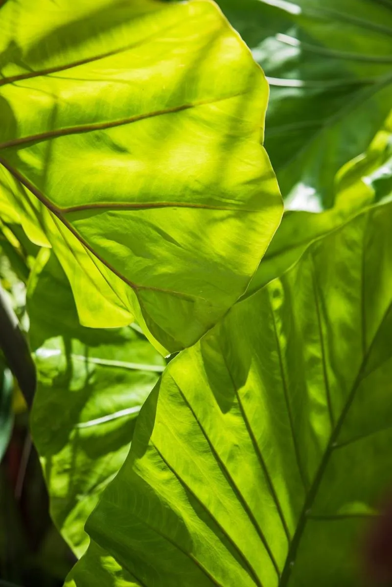 Garden in Numero Uno Beach Apartments