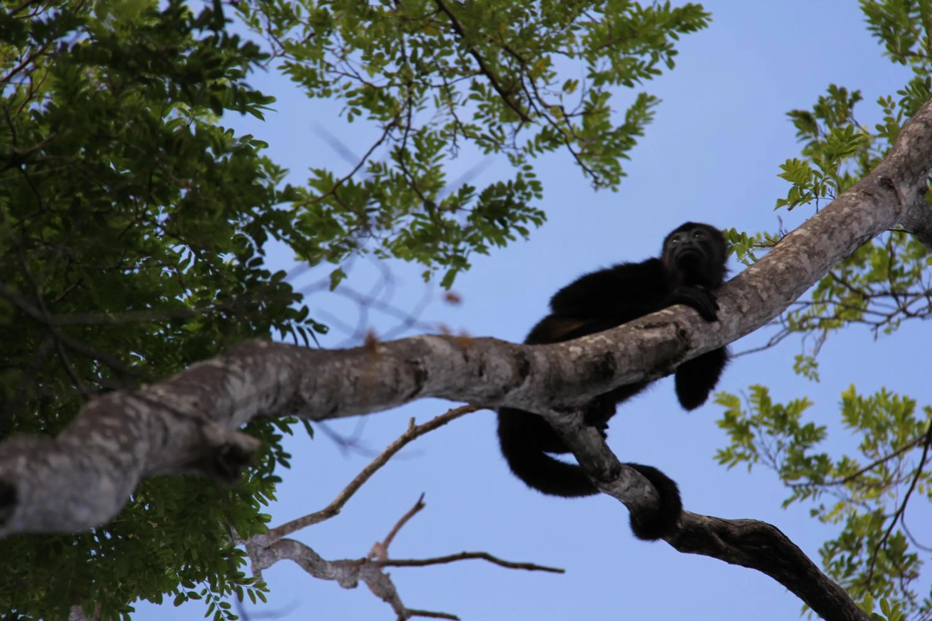 Other in Surf Ranch Hotel & Resort