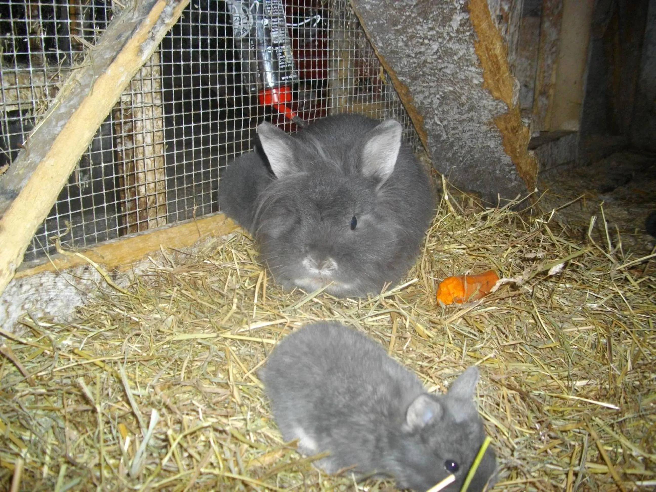 Animals in Ferienhaus Moser