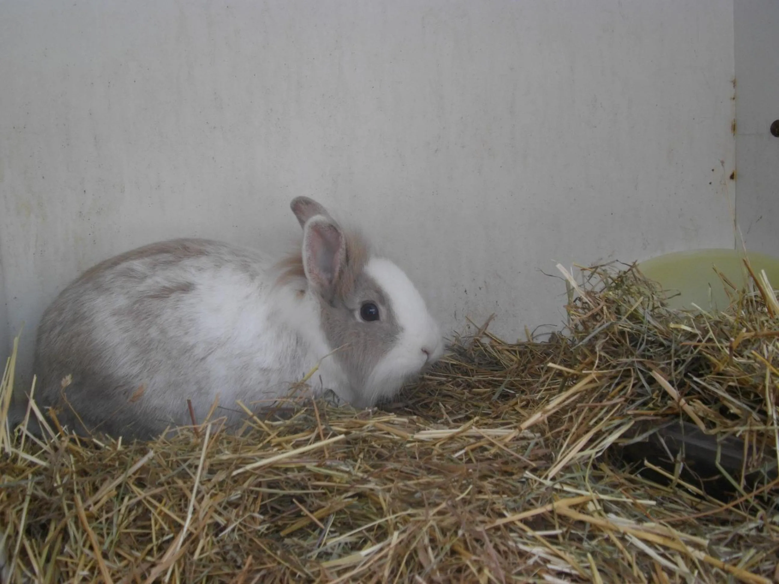 Animals in Ferienhaus Moser