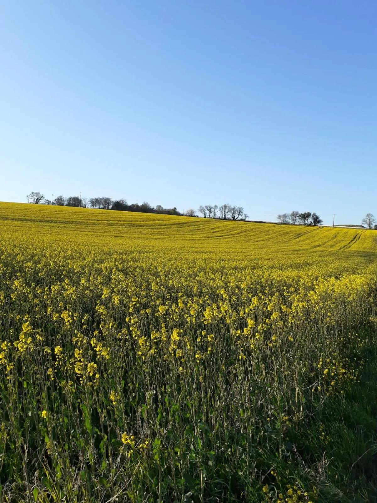 Chateau des Poccards
