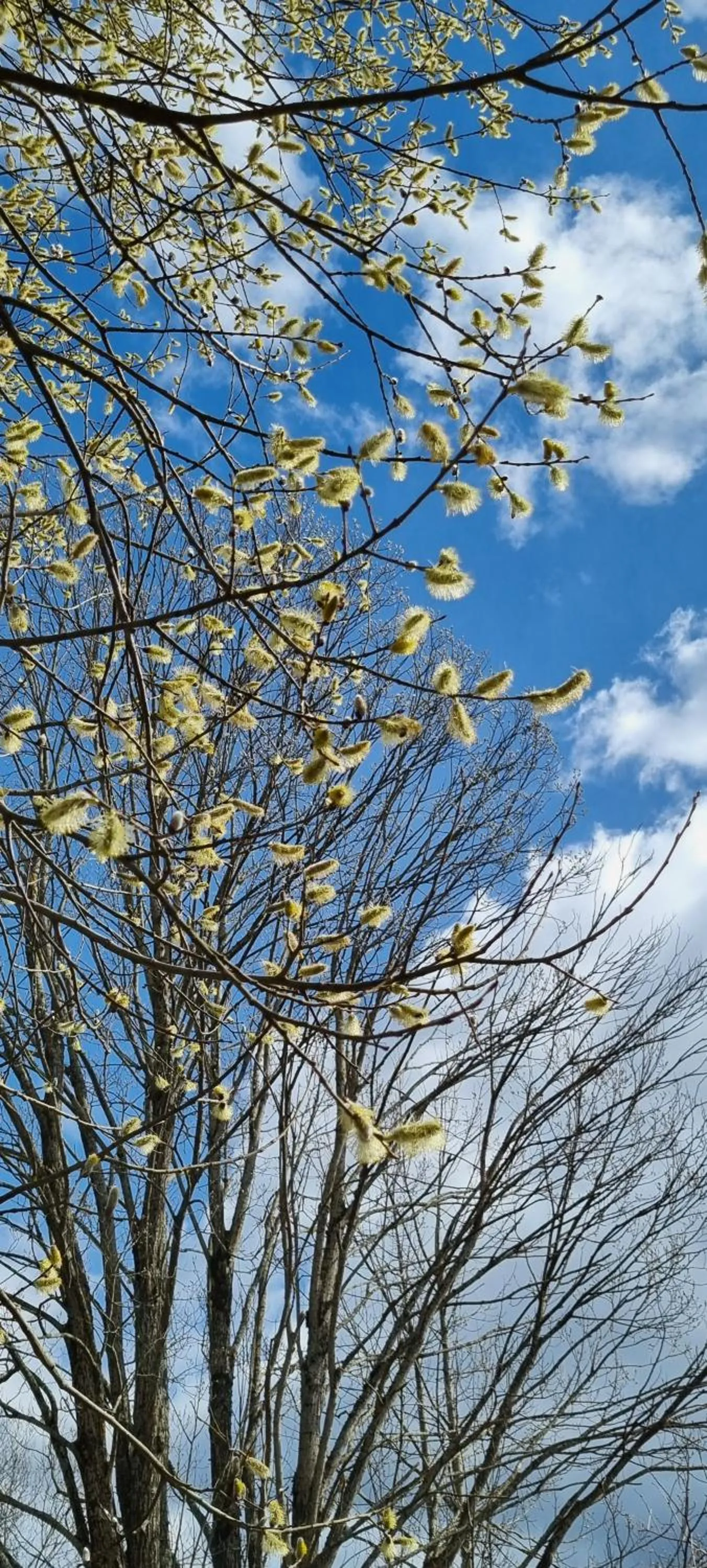 Spring in Aparthotel Werdenfels