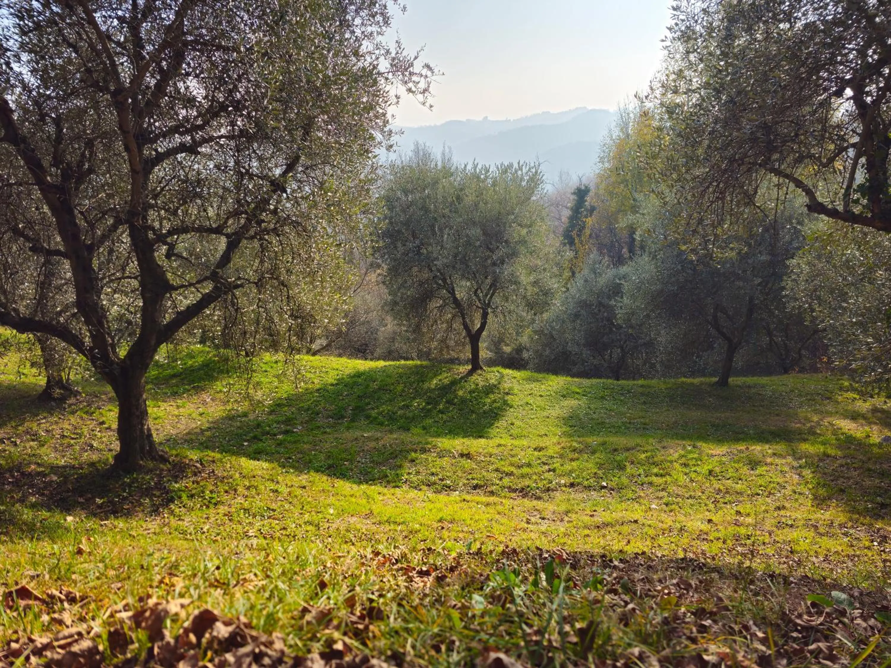 Garden in B&b Ca'Baracca Bellavista
