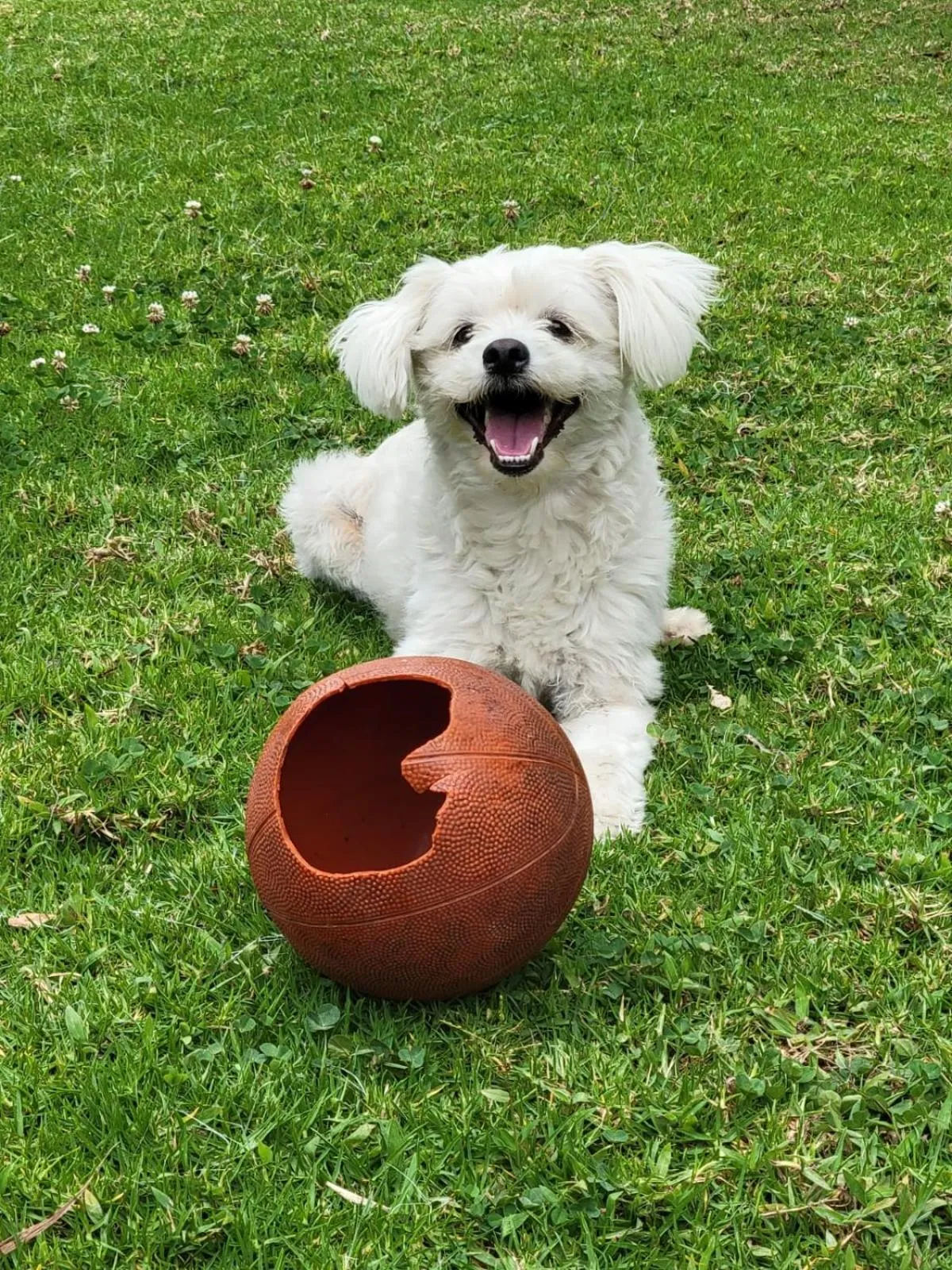 Pets in Hostería Estancia el Angel