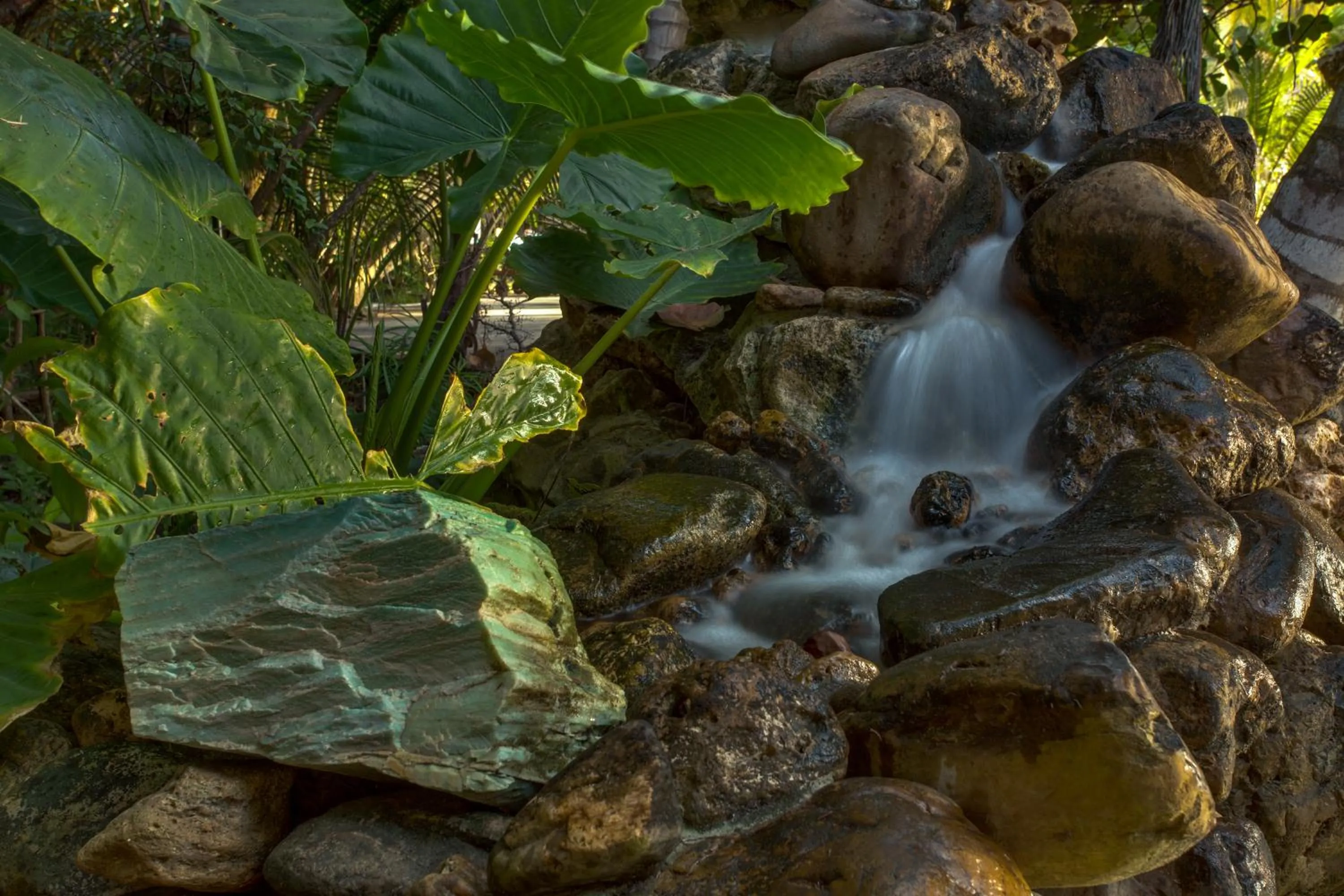 Garden in Xanadu Island Resort