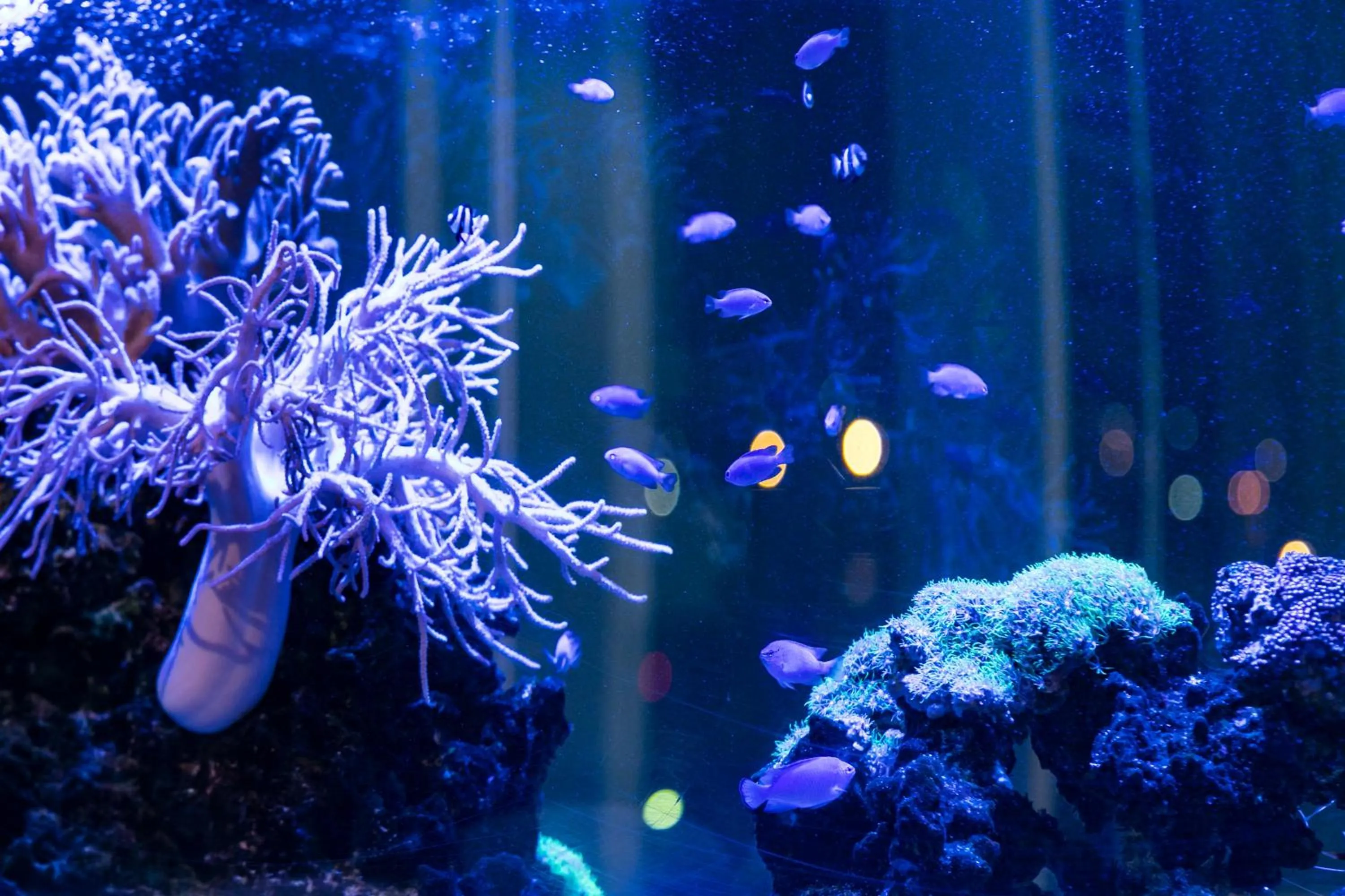 Lobby or reception in Naha Tokyu REI Hotel