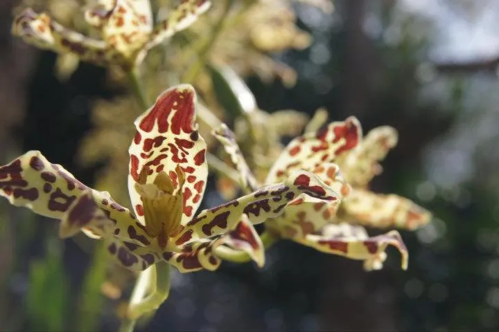 Natural landscape in The Jerai Hill Resort