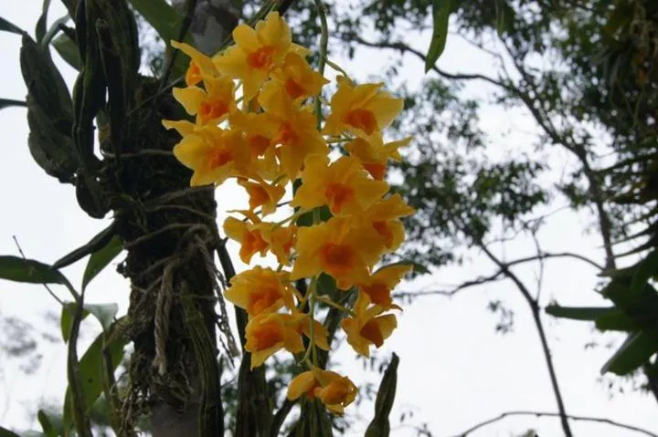 Natural landscape in The Jerai Hill Resort