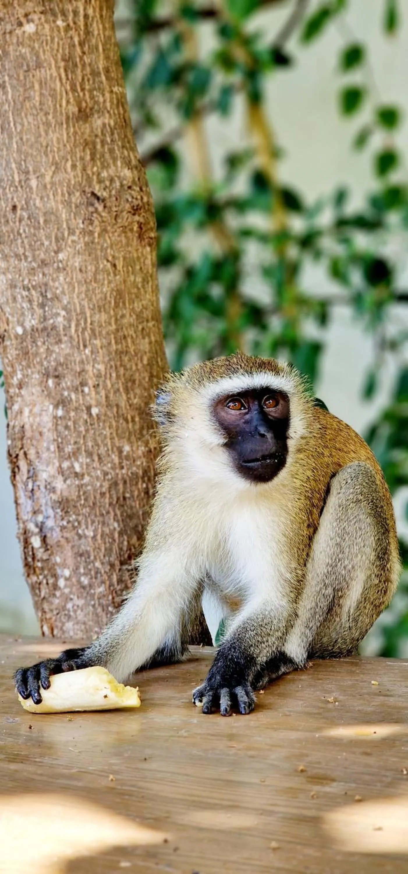 ARYA Boutique Resort