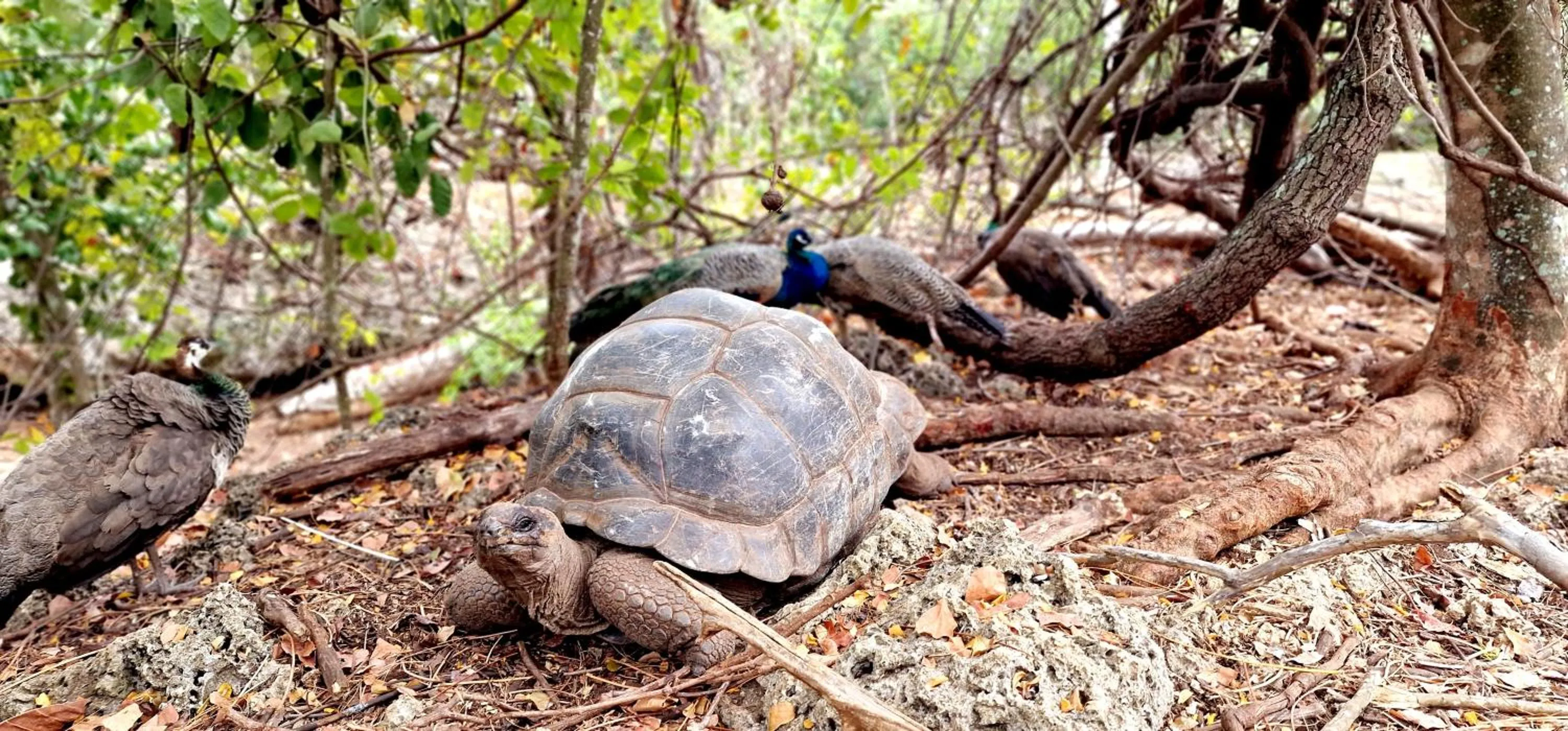 ARYA Boutique Resort