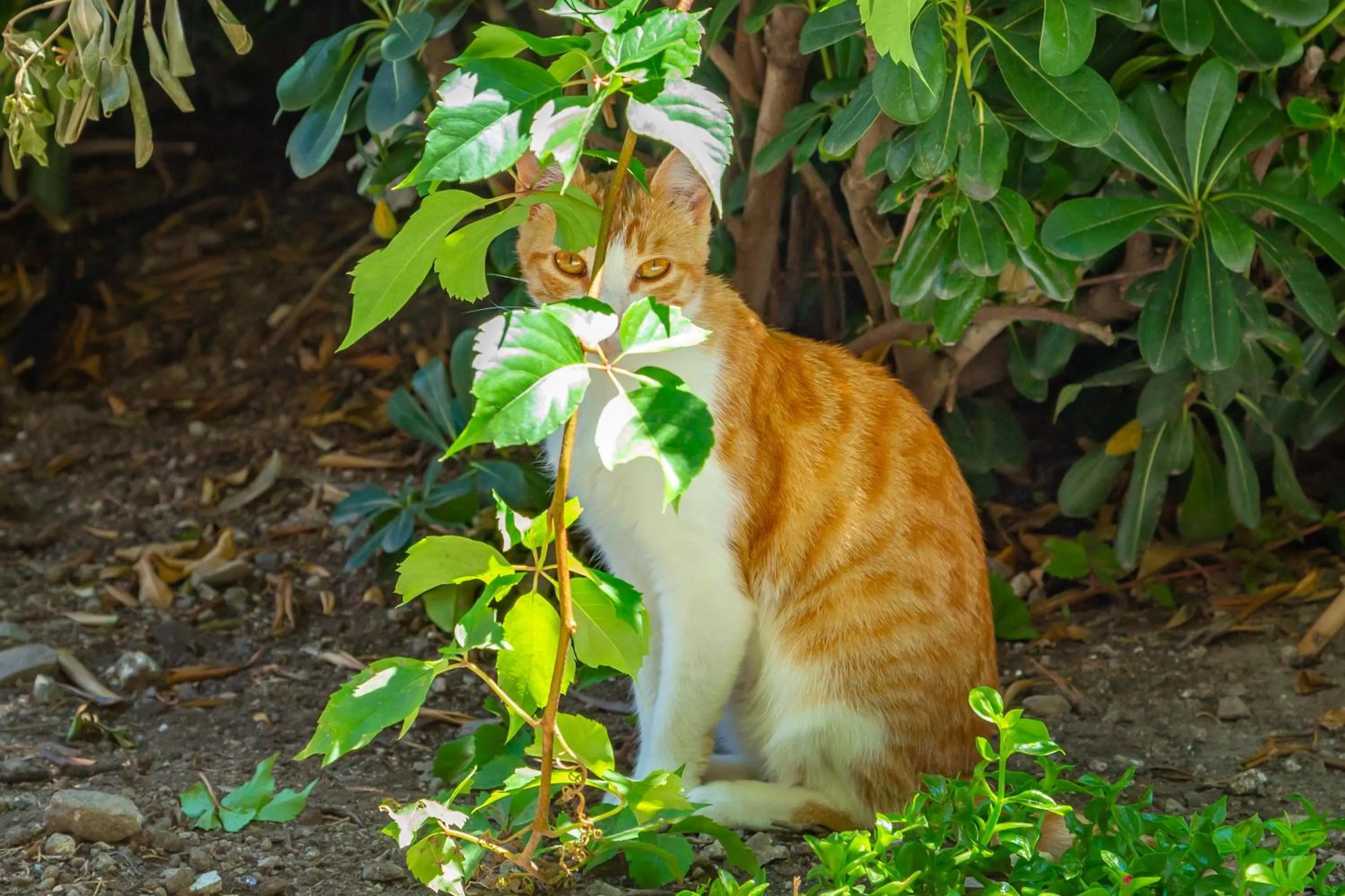 Garden in Old Town House with Floor Heating & Lush Private Garden