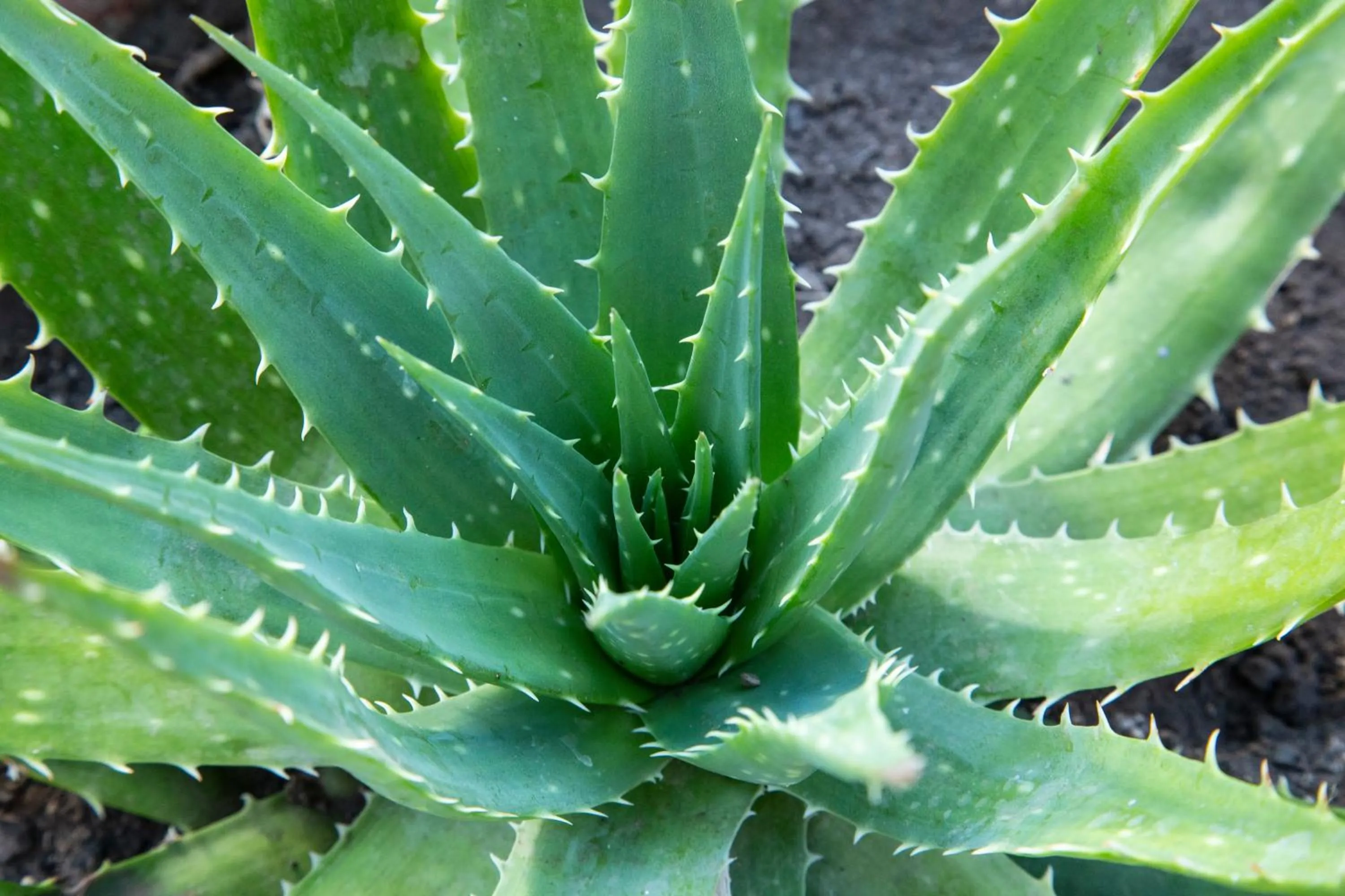 Garden in B & B Raffaello