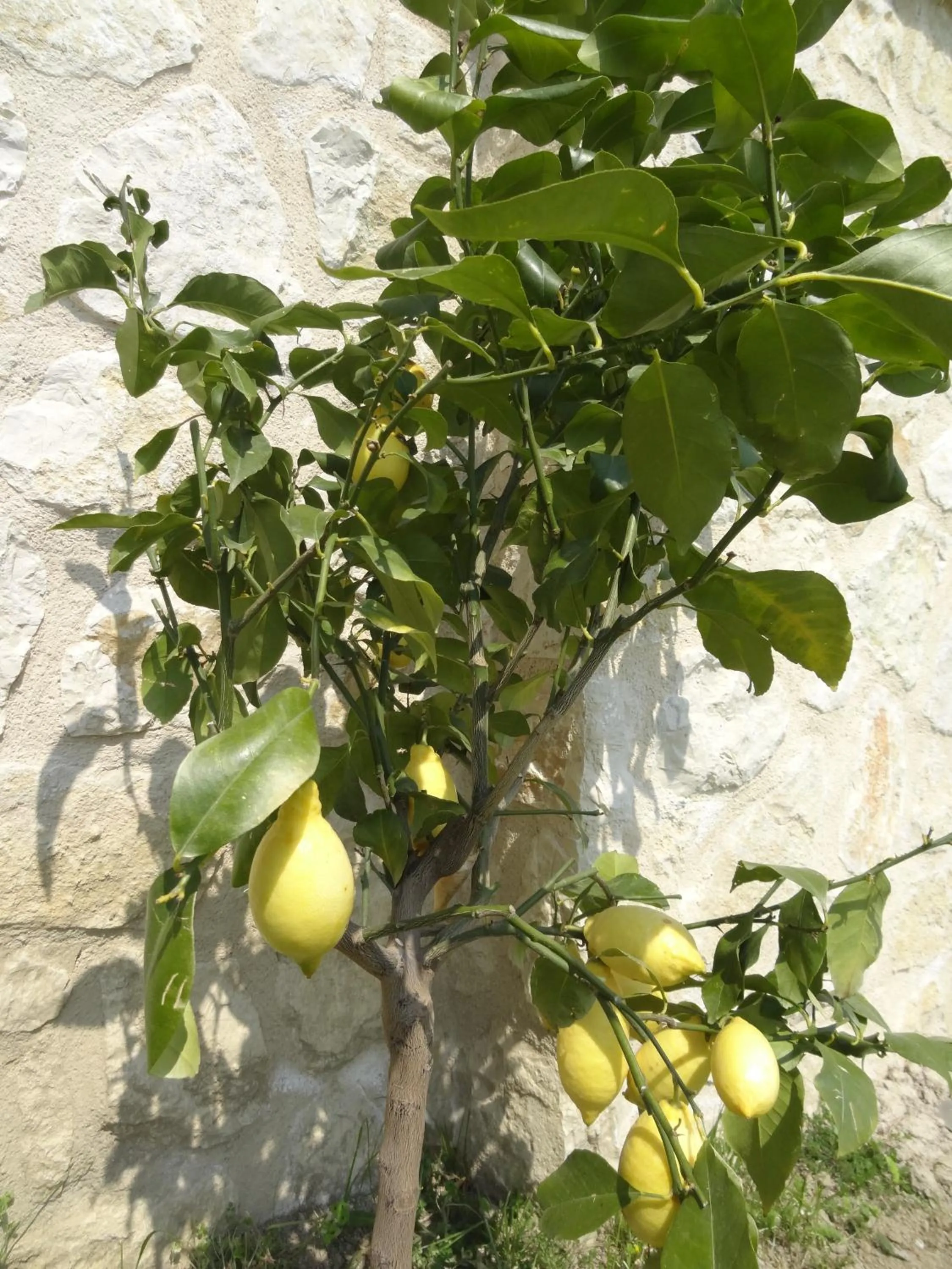 Garden in Les 4 éléments