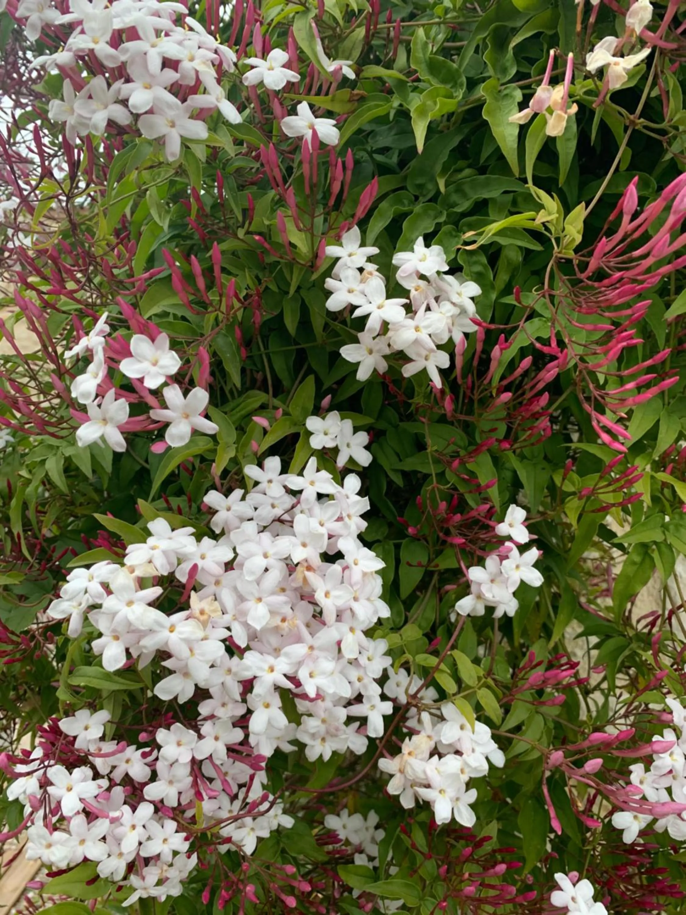 Garden in Les 4 éléments