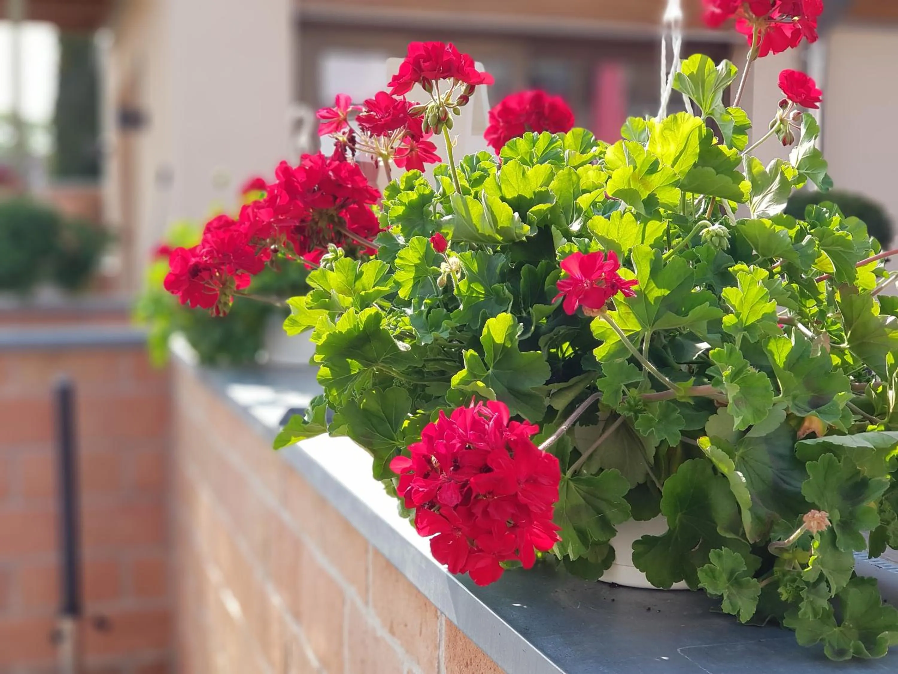 Balcony/Terrace in Bükkös Hotel & Spa
