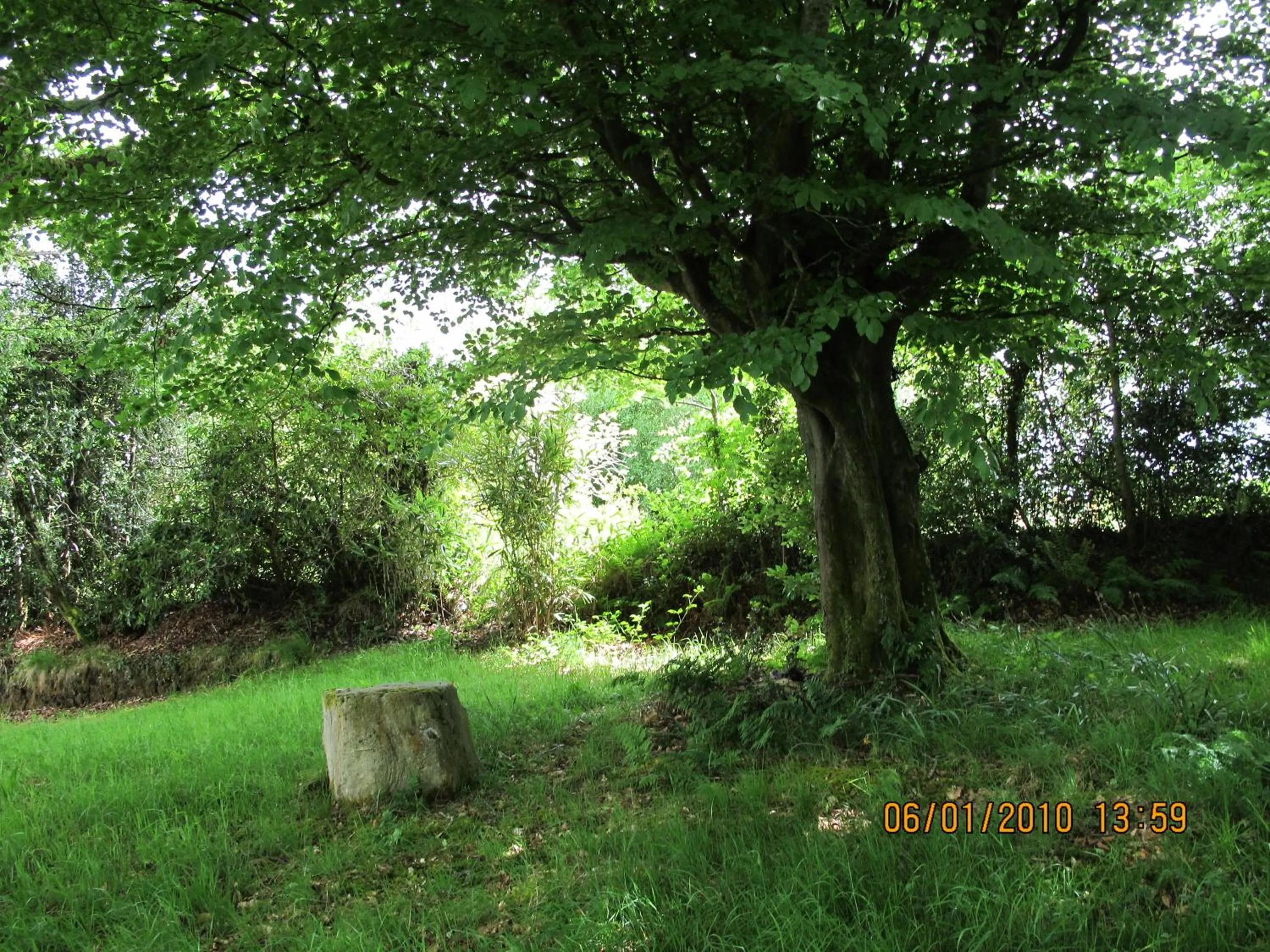 Natural landscape in Five Oaks