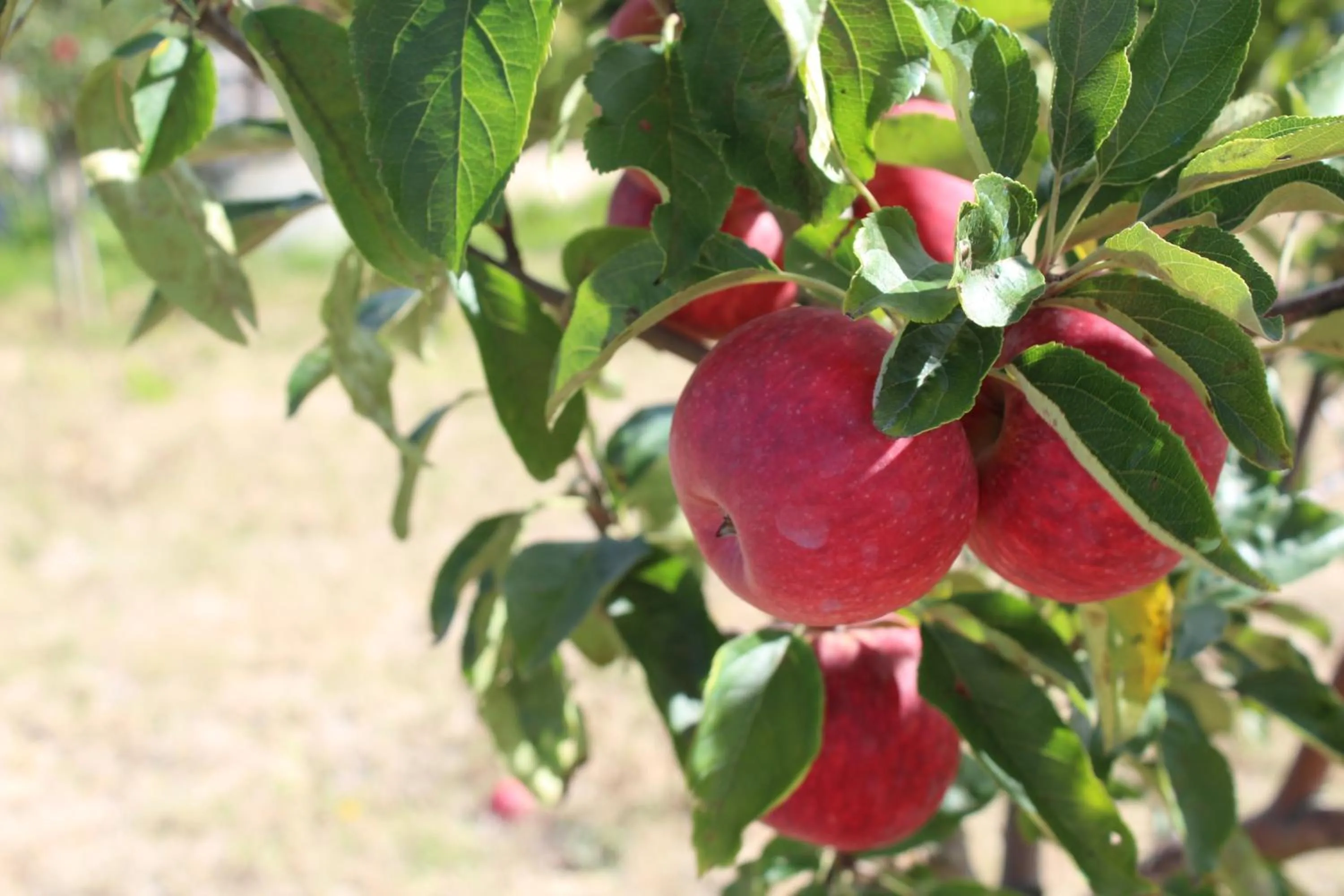 Garden in Real Abadia, Congress & Spa Hotel