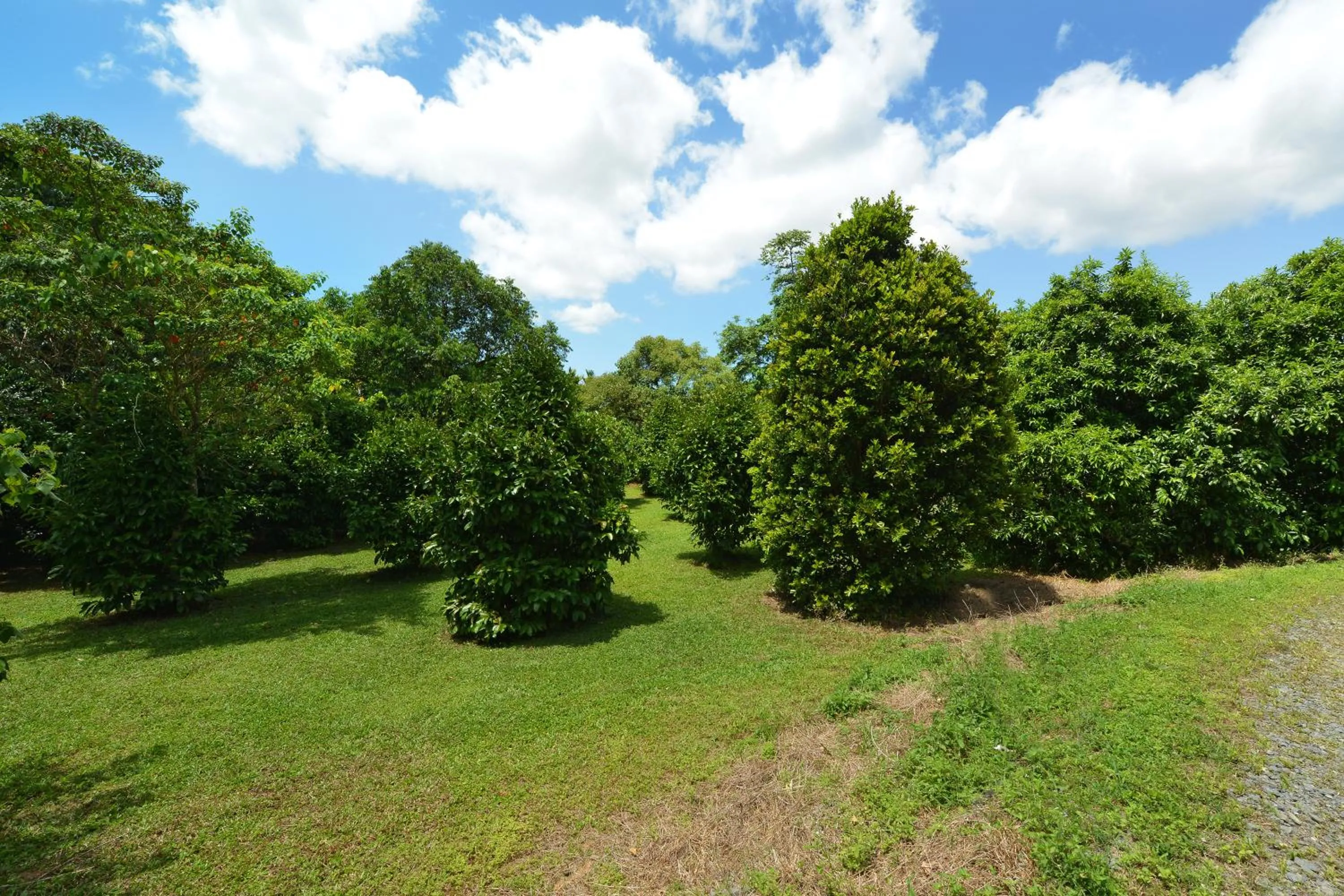 Garden in Tea Tree Cottage