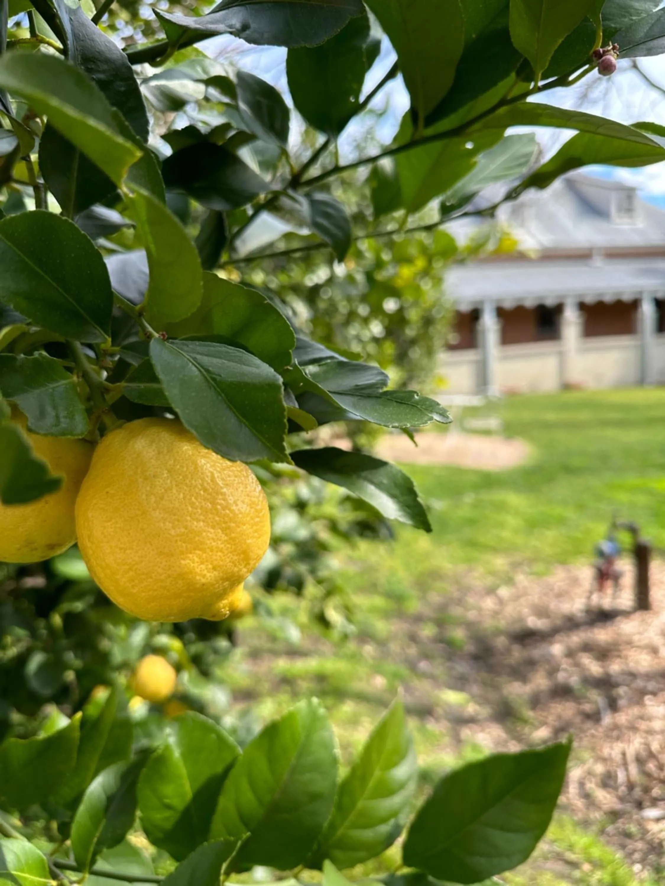 Fitzroy Inn Historic Retreat Mittagong