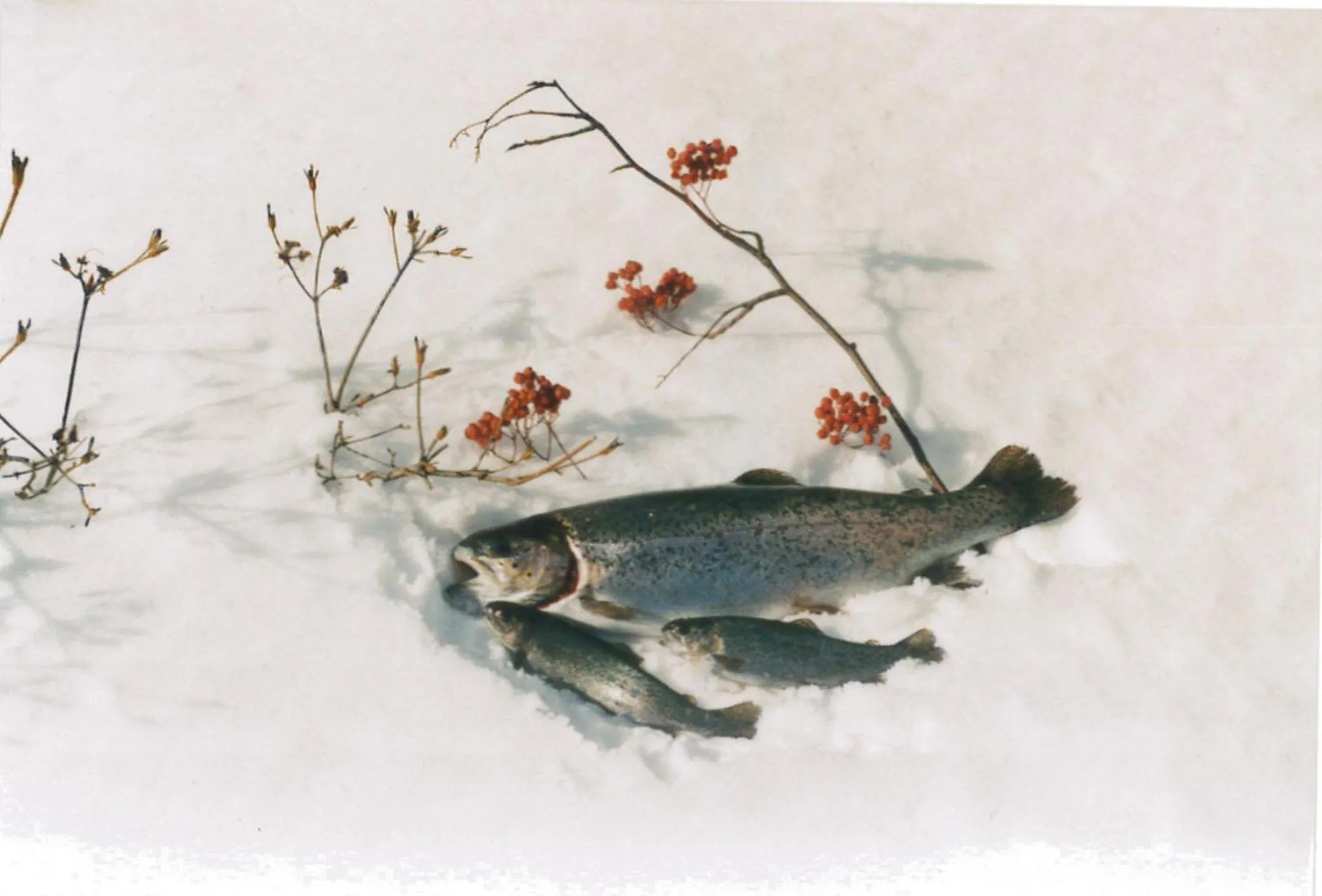 Other in Minshuku Mutsukari