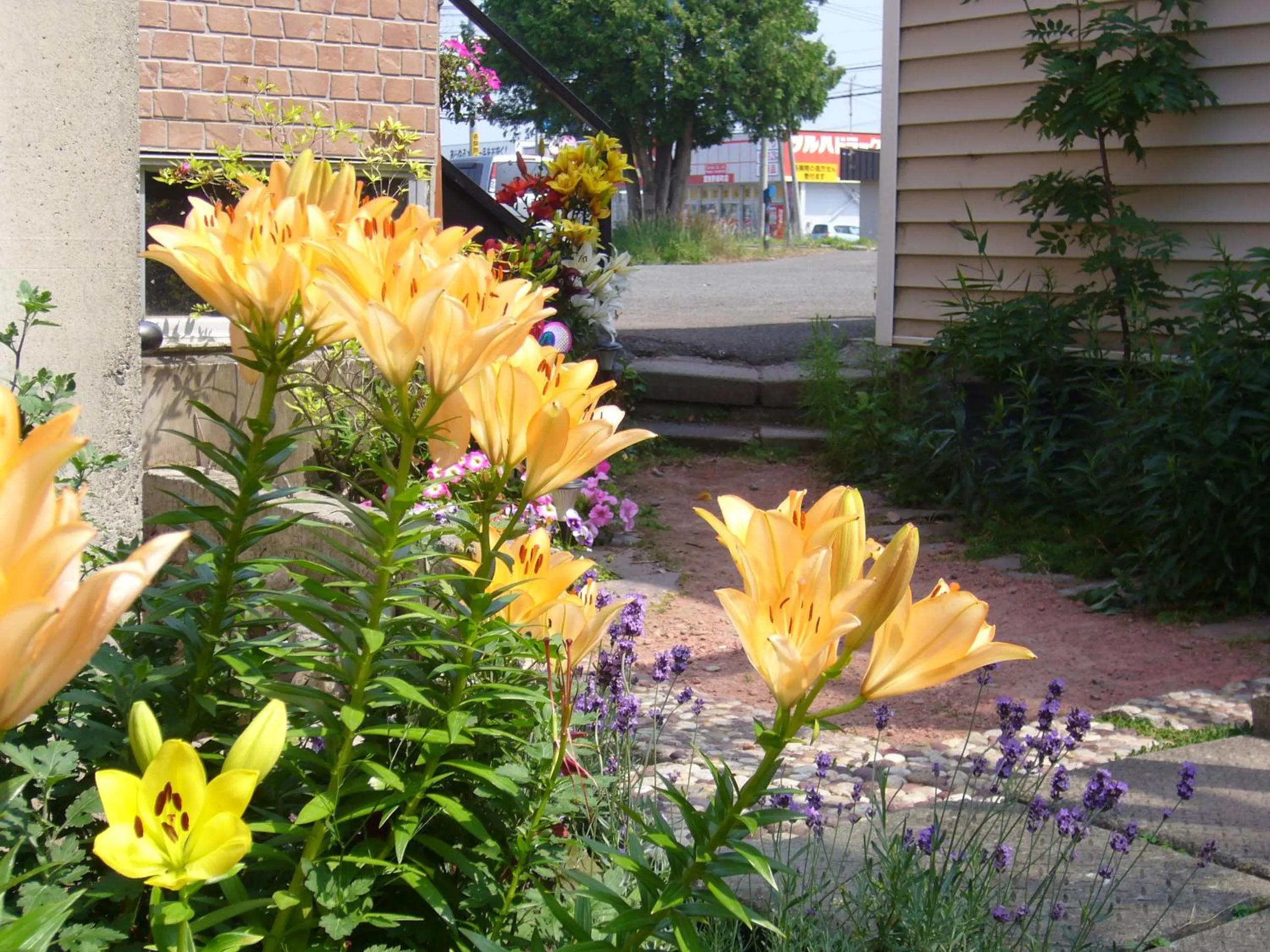 Spring in Minshuku Mutsukari