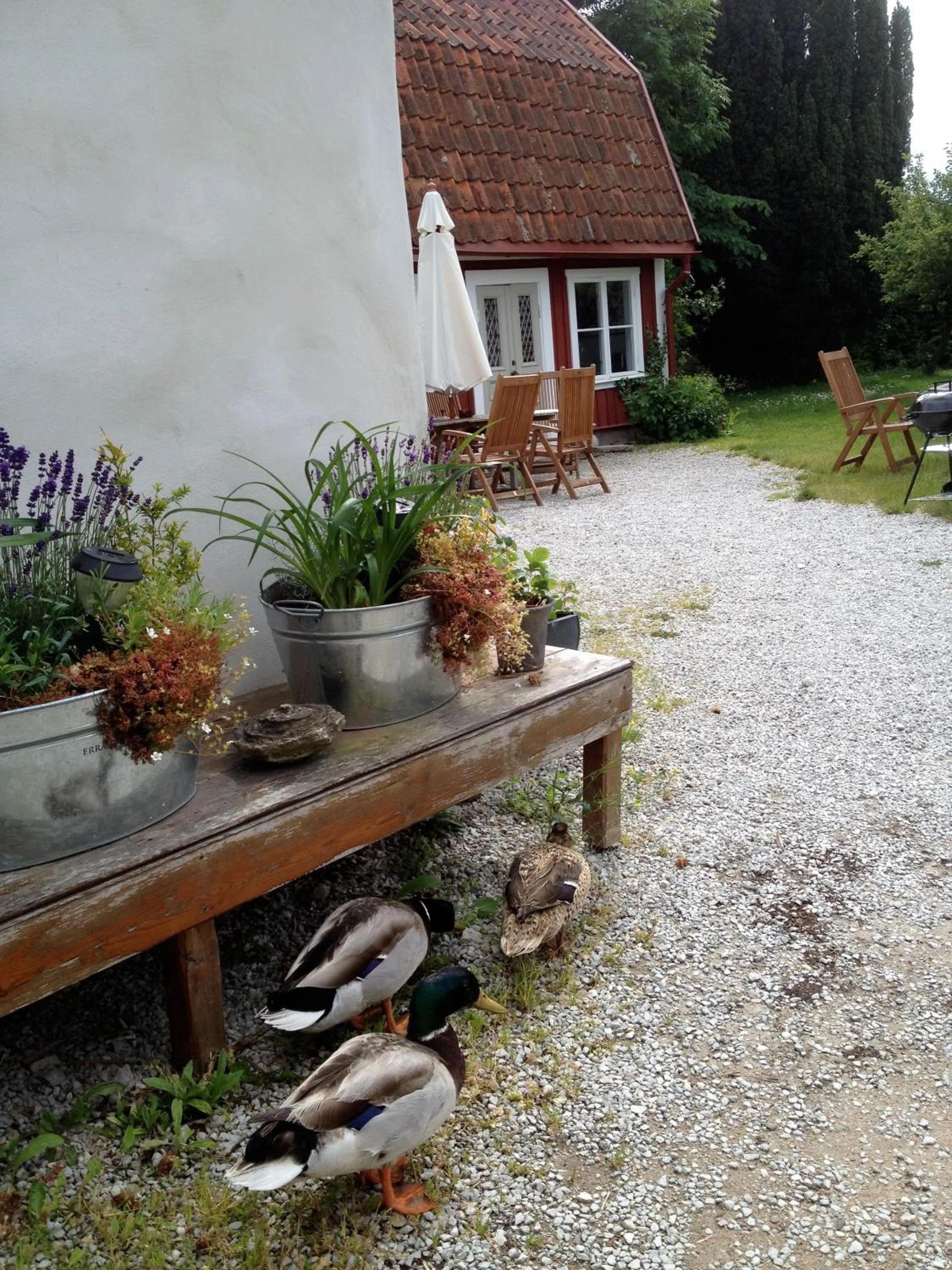 BBQ facilities in Mullbärsgårdens Bed and Breakfast