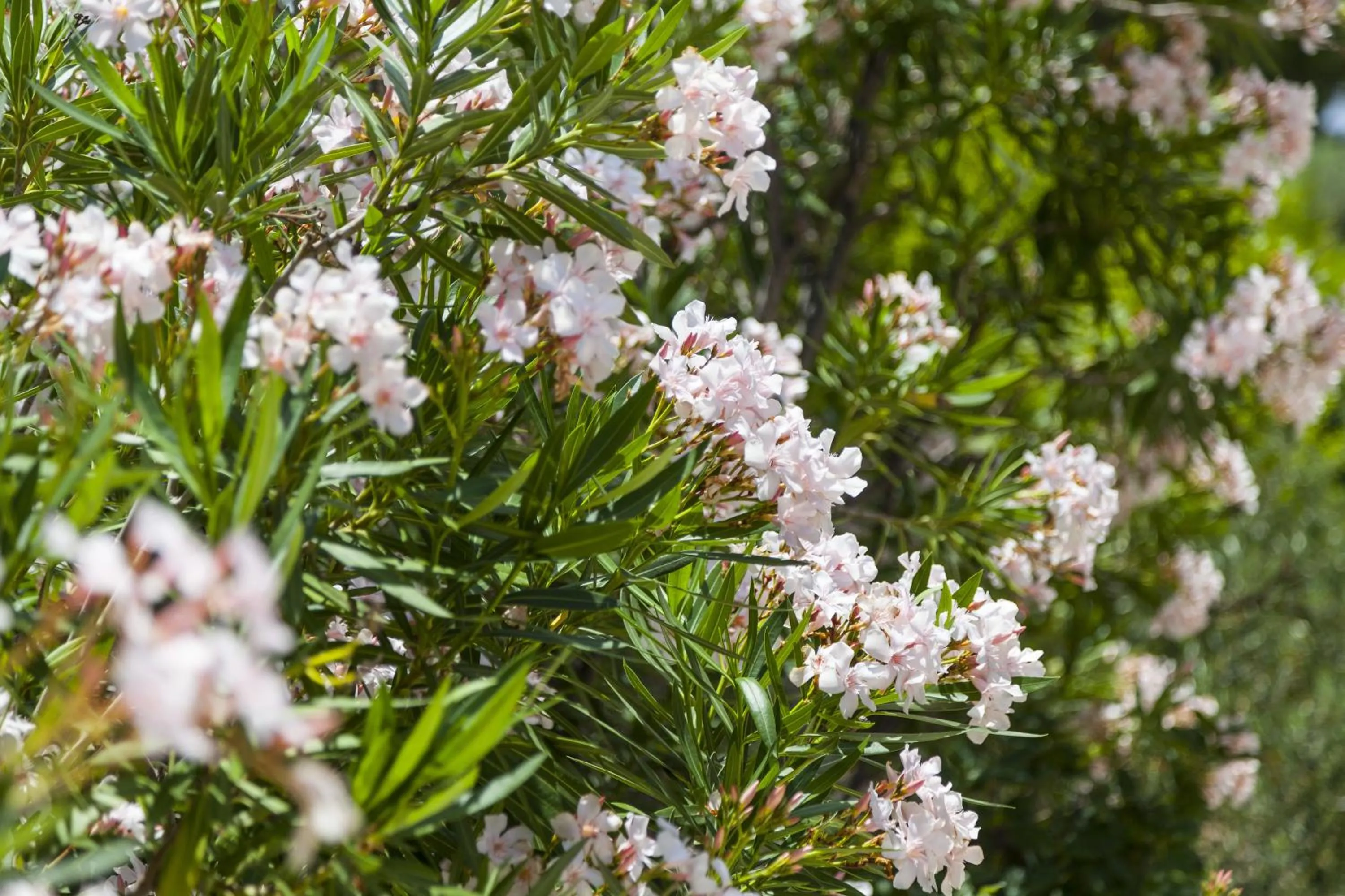 Natural landscape in Villa Mediterranea