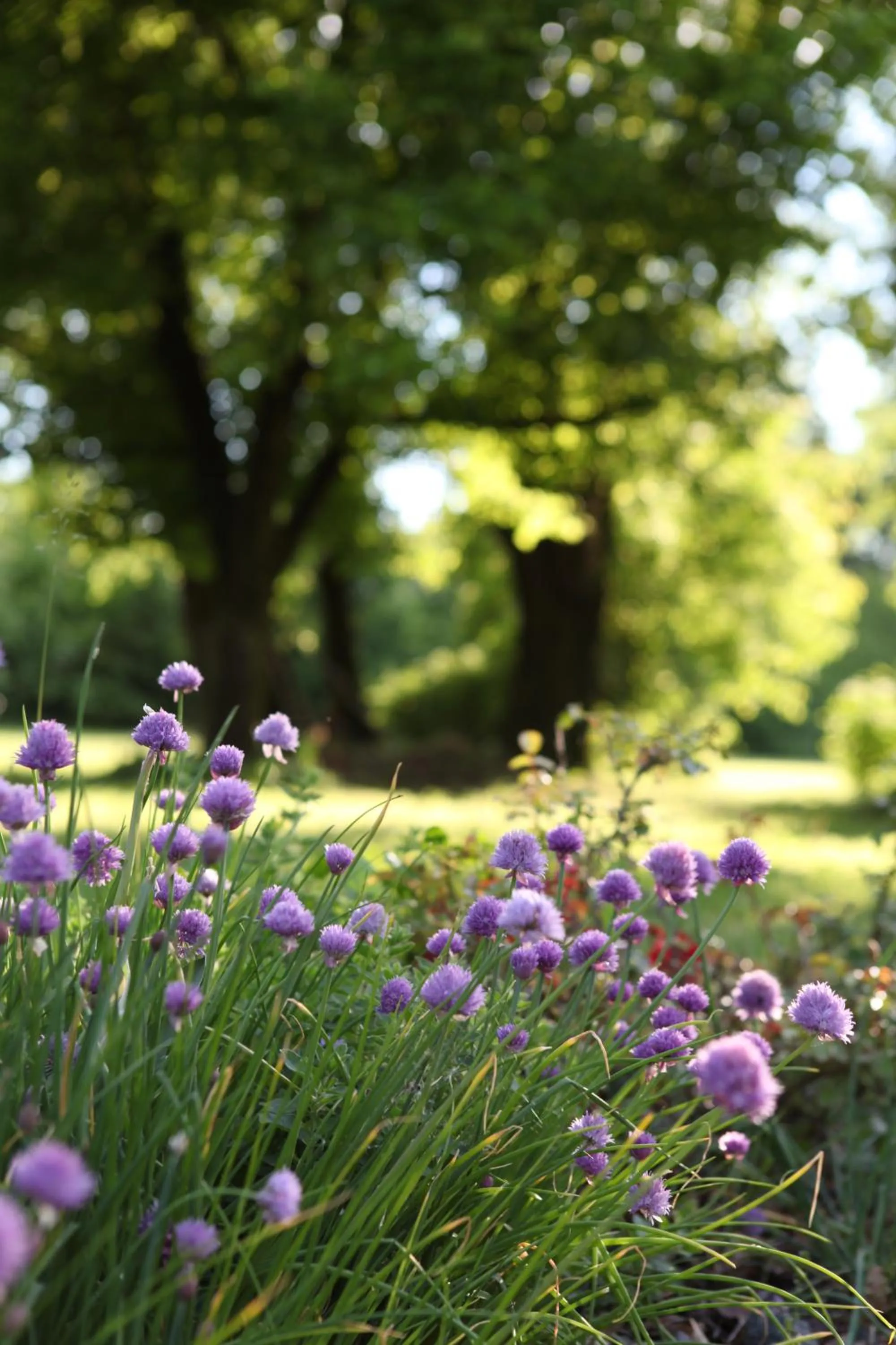 Garden in B&B Podere Merlo
