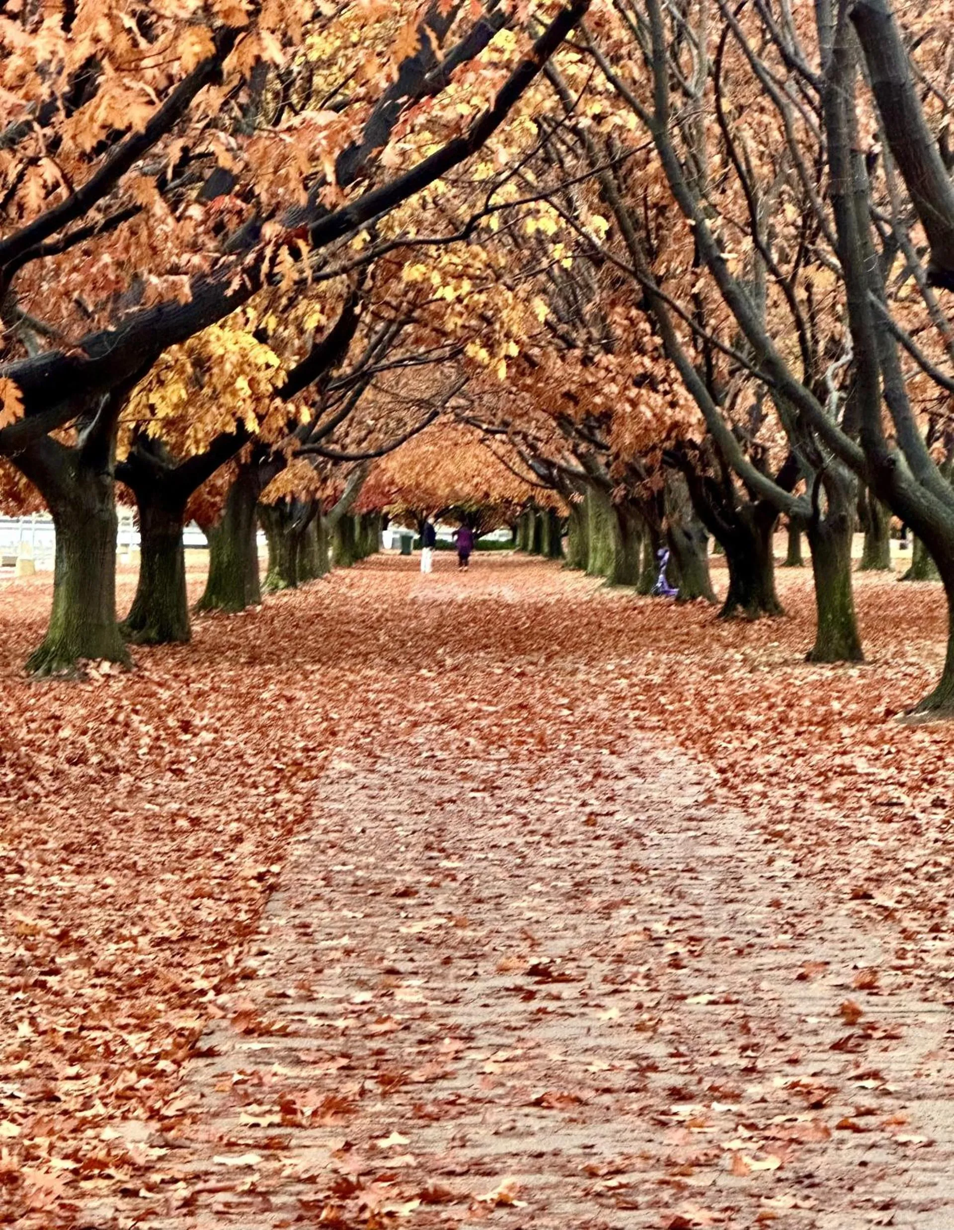 Spring in Eaglehawk Park Canberra