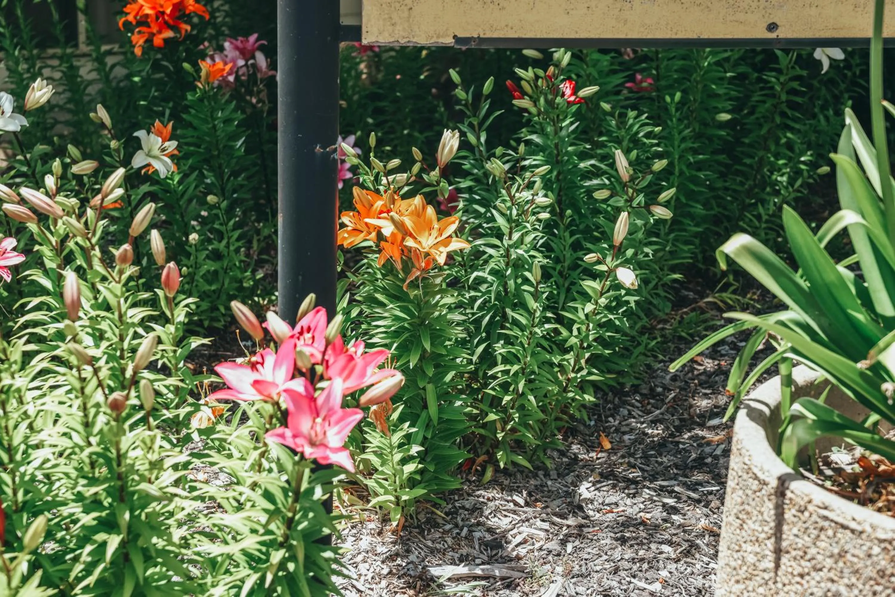 Garden in Eaglehawk Park Canberra