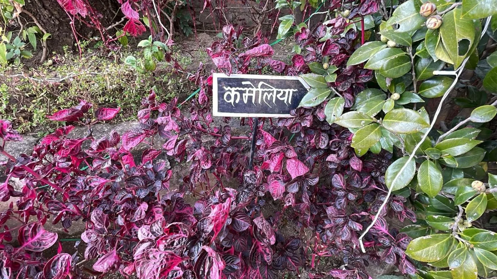 8fold-Pinecrest By LaRiSa, Bhimtal