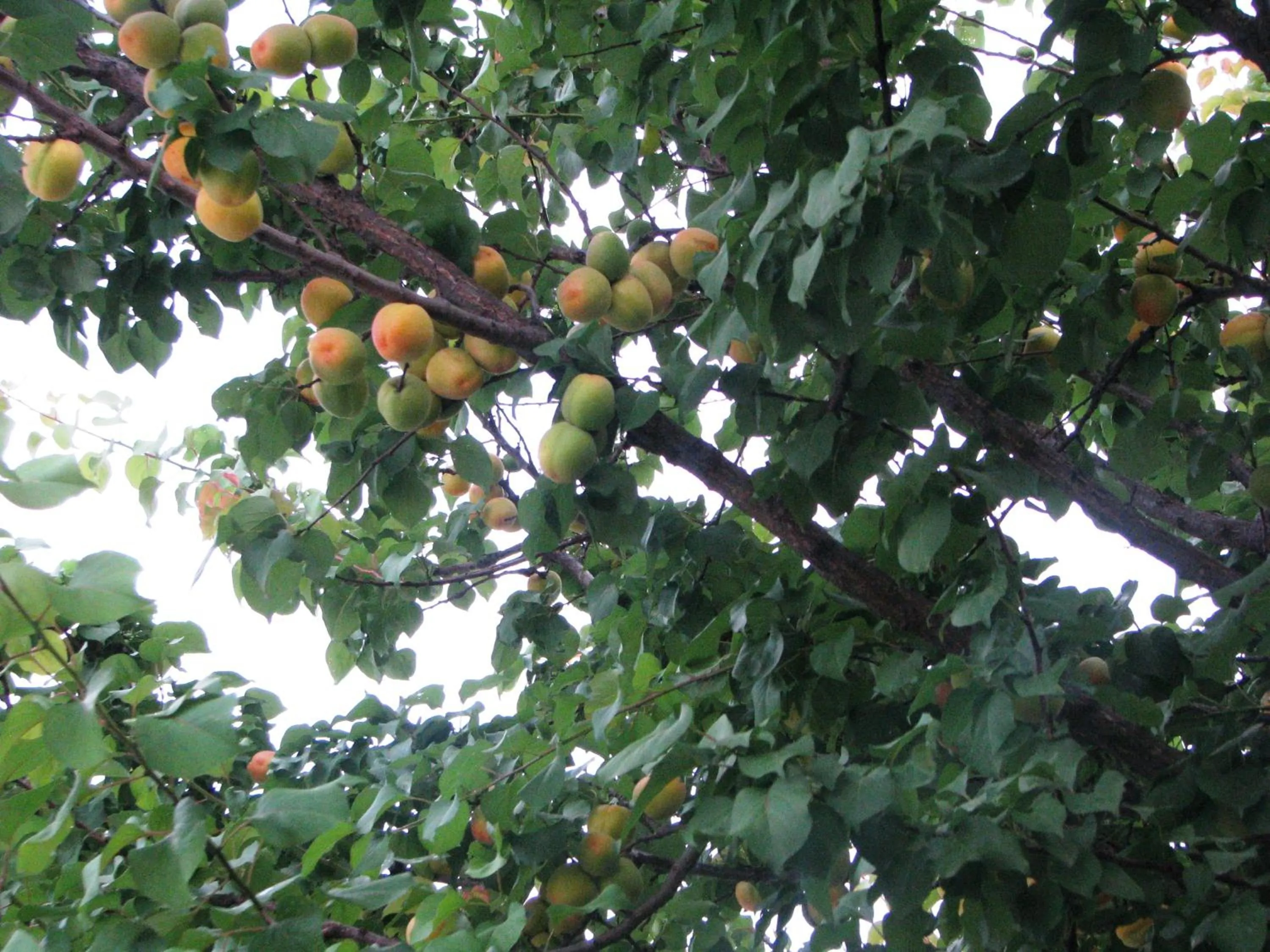 Garden in Kybele Hotel Gocek