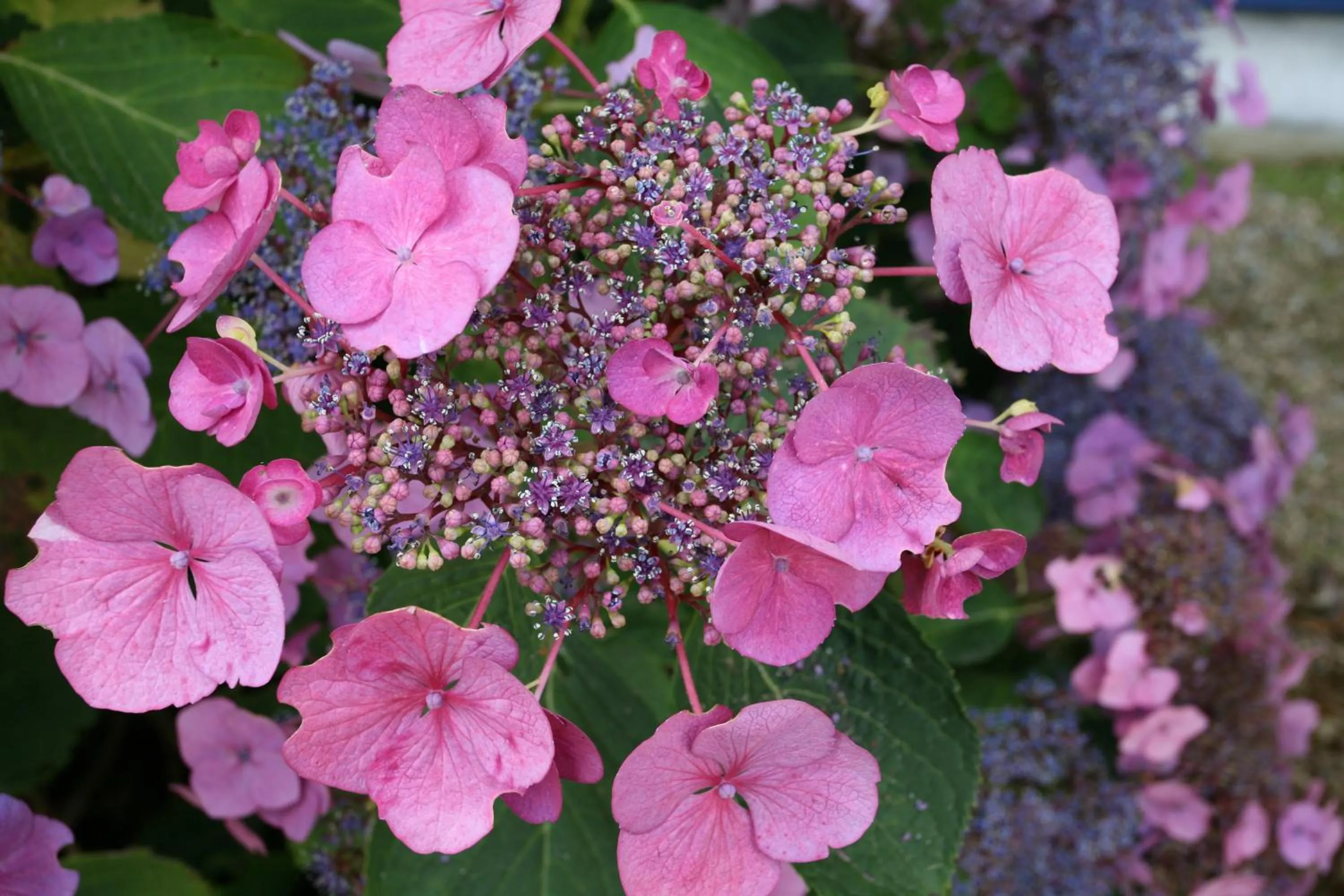 Facade/entrance in Hôtel - Restaurant l'Hortensia