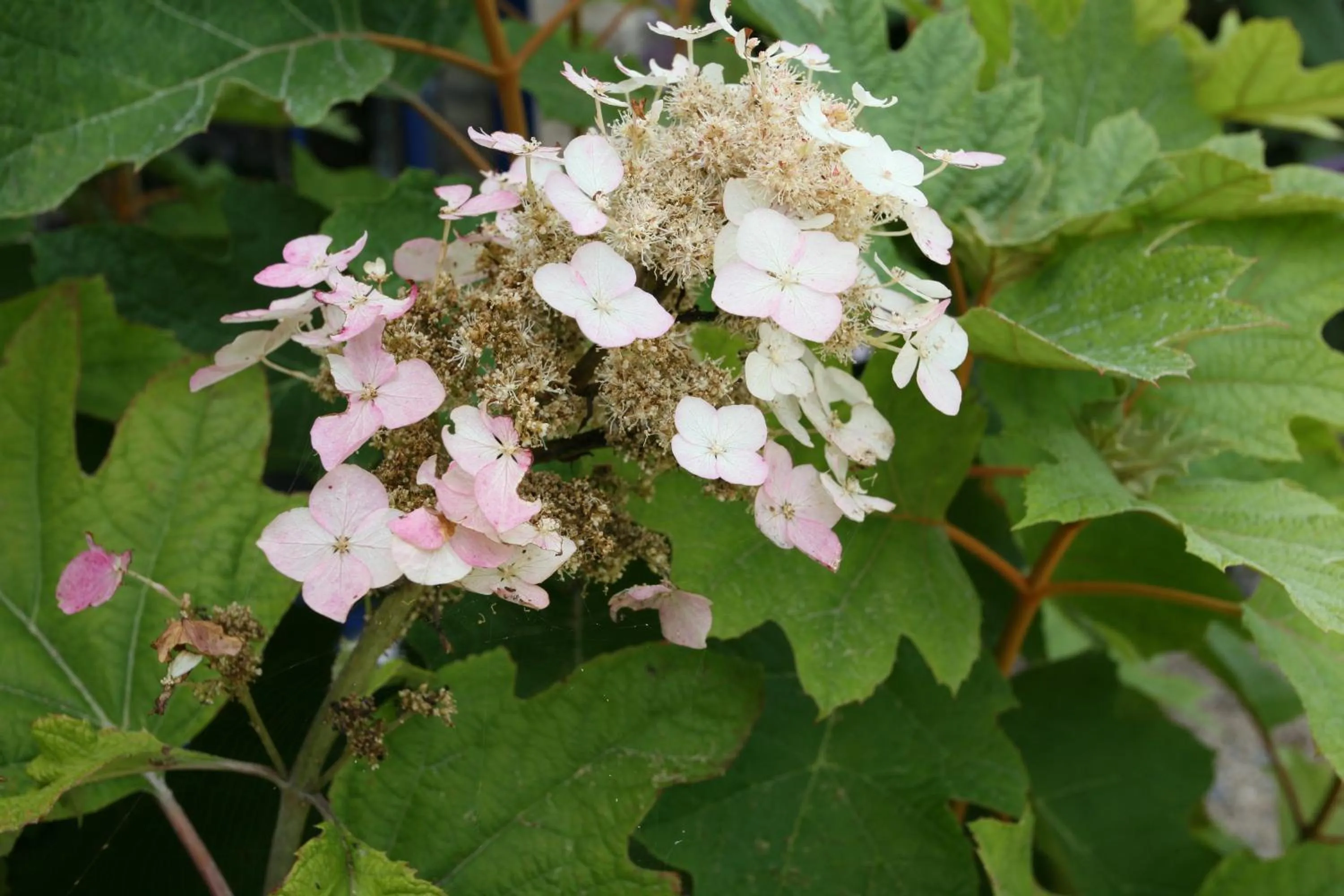 Facade/entrance in Hôtel - Restaurant l'Hortensia
