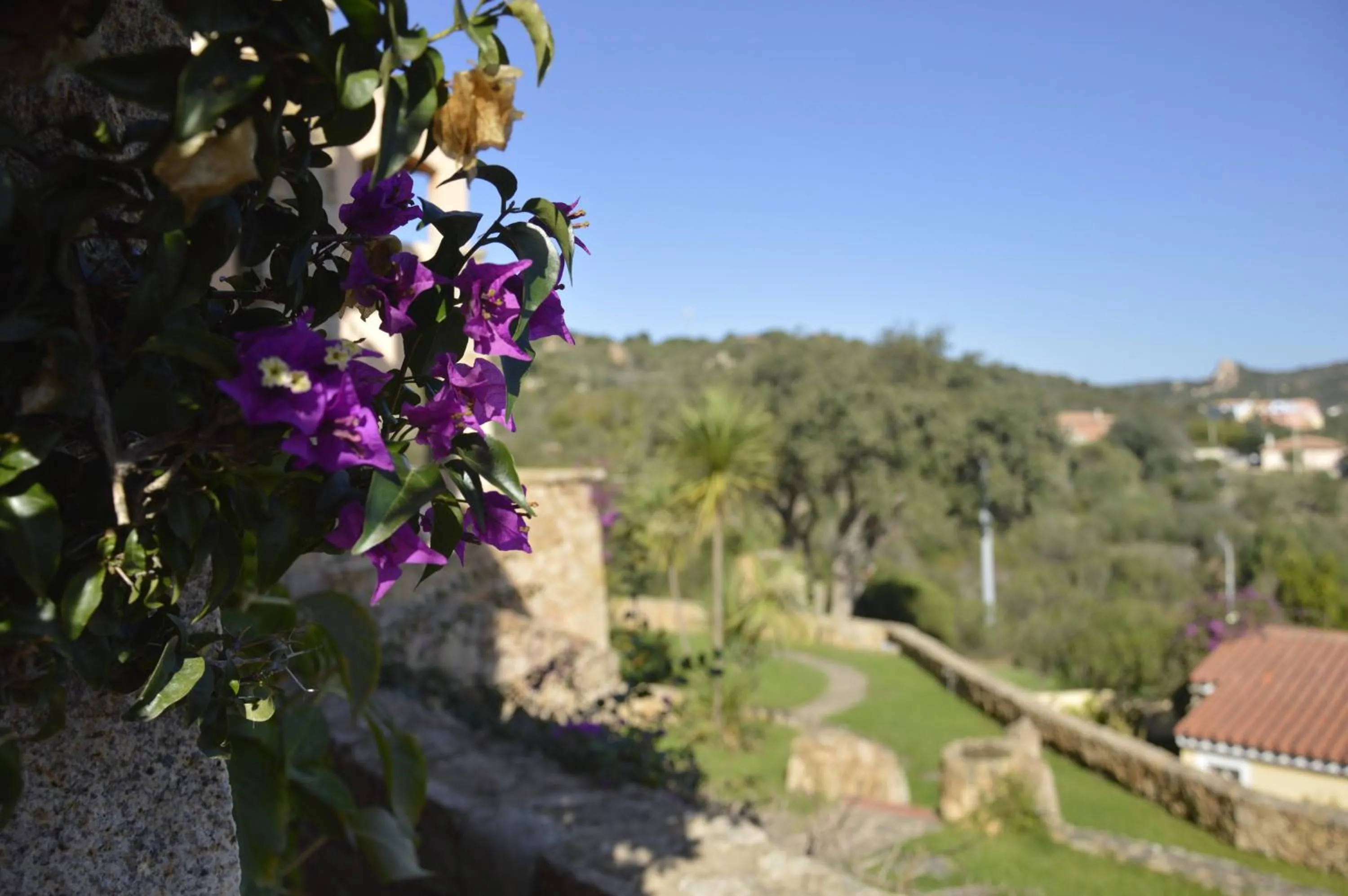 Garden in La Costa View