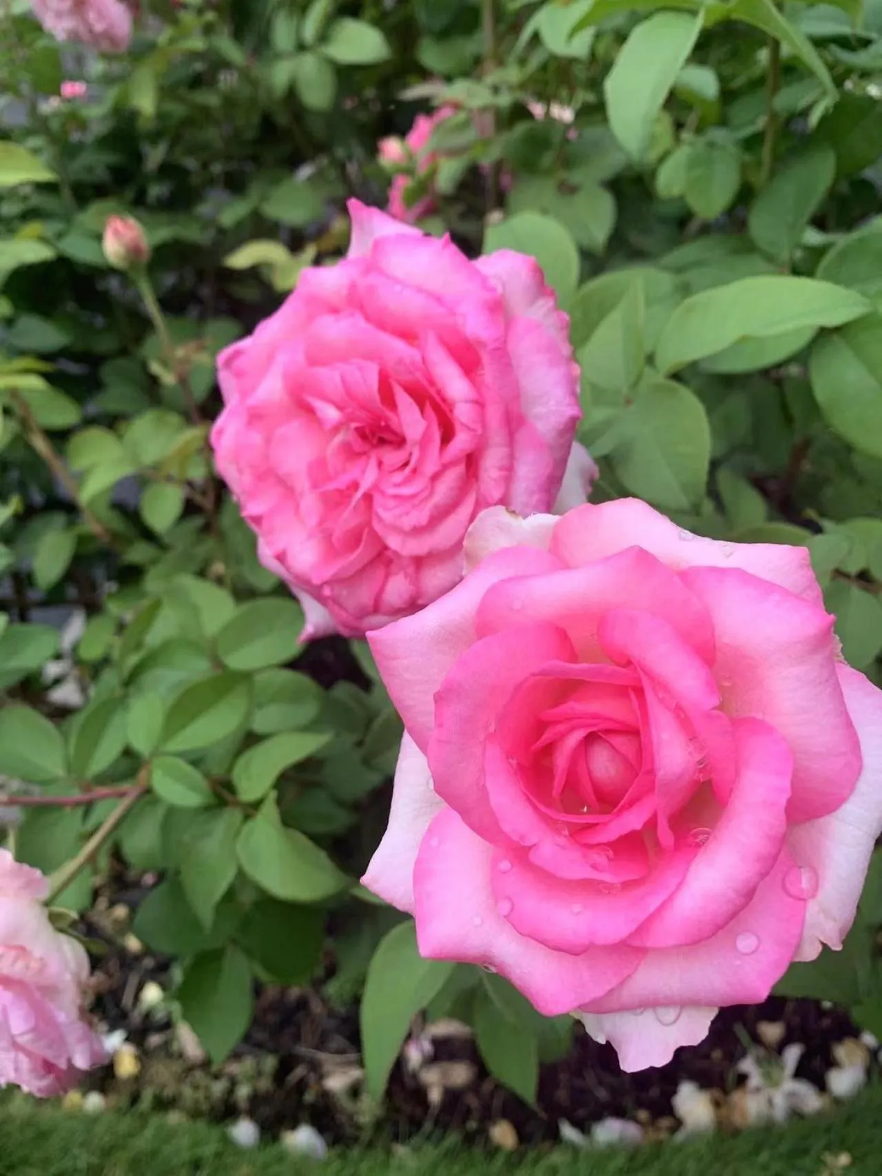 Garden in Abacot Hall Bed & Breakfast
