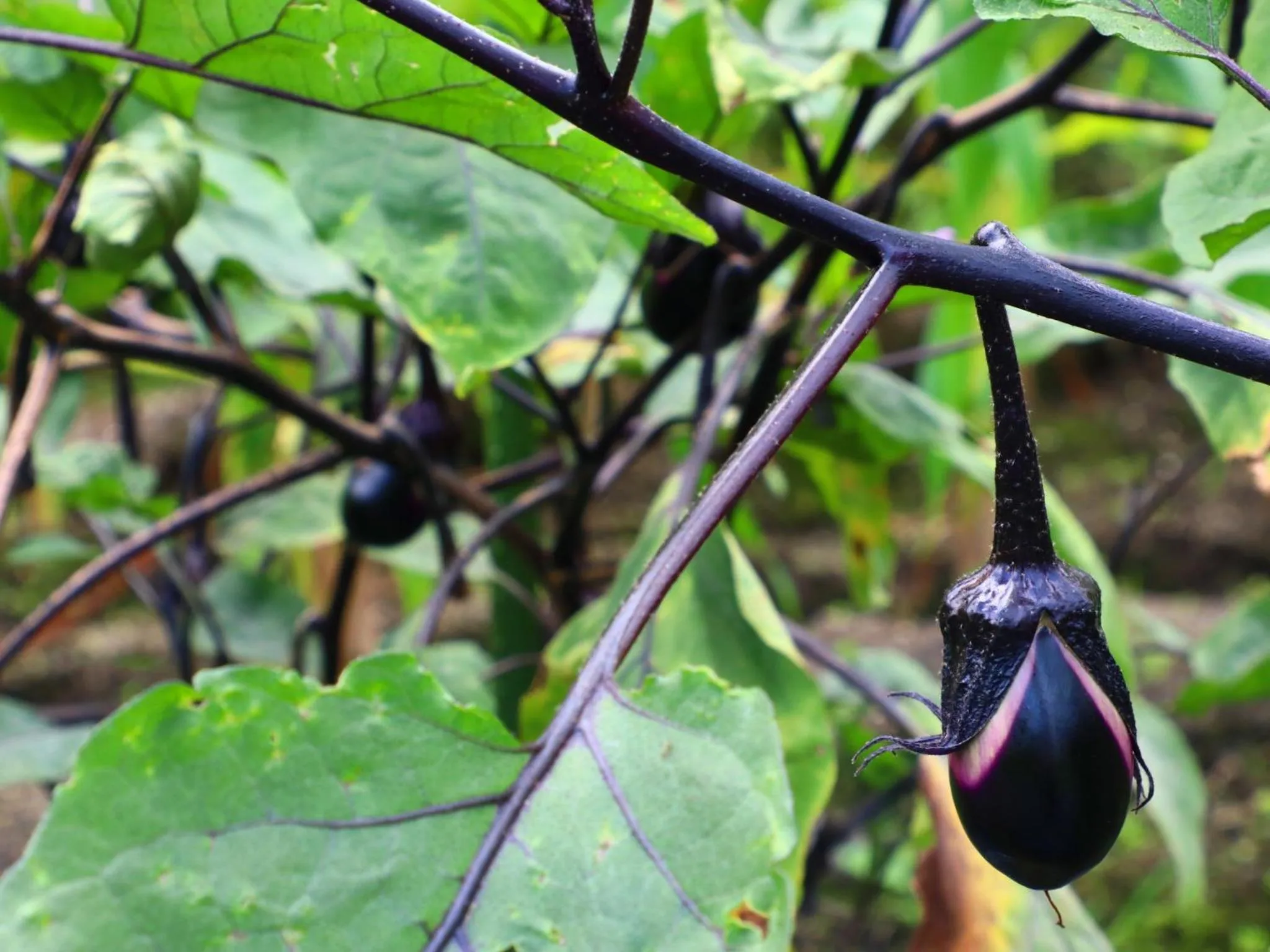 Natural landscape in Takanoya