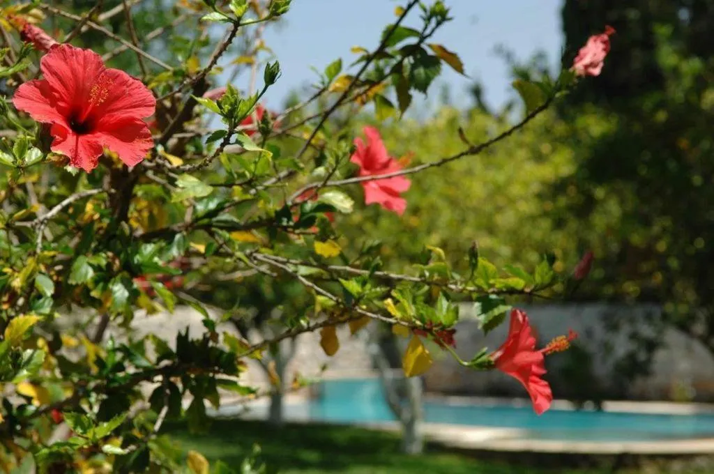 Garden in Villa Martha