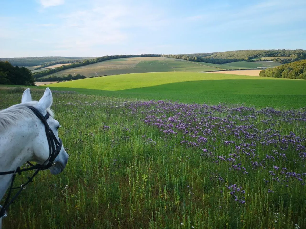 Charlton End - Goodwood Events