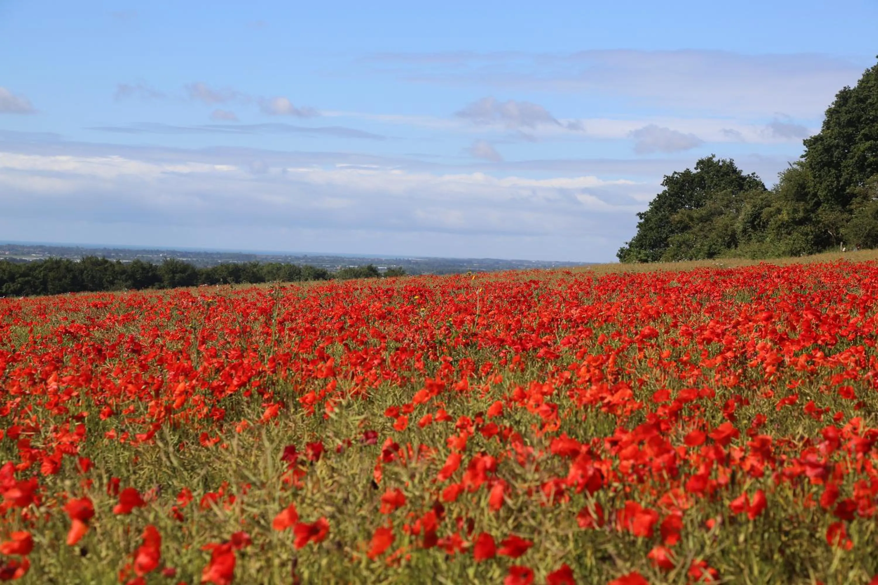 Charlton End - Goodwood Events