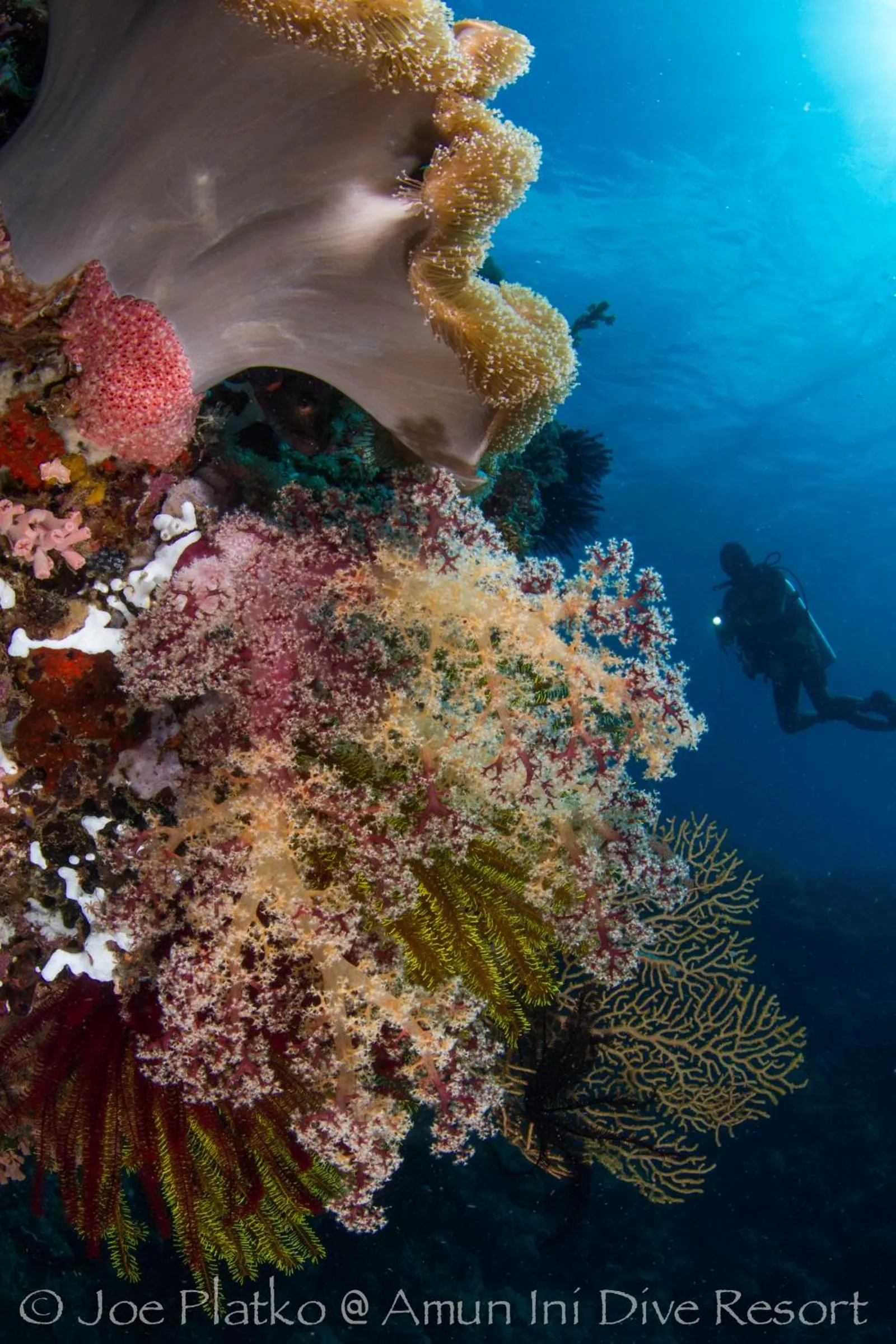 Diving in Amun Ini Beach Resort & Spa