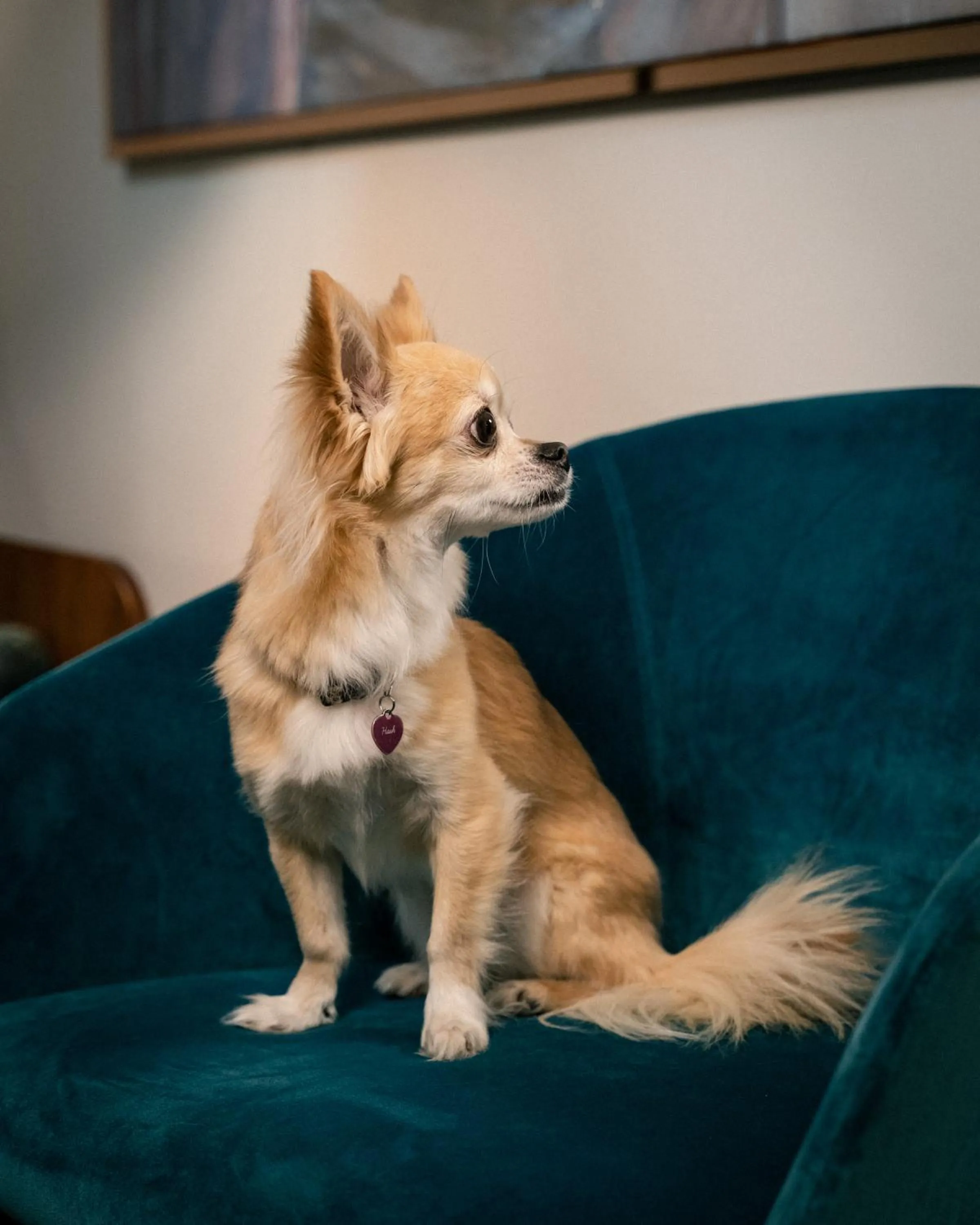 Pets in Maison Colbert Member of Meliá Collection Notre-Dame