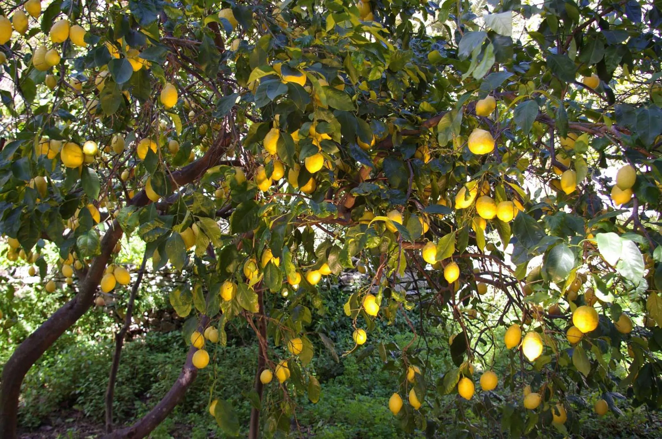 Garden in Hôtel Pietracap