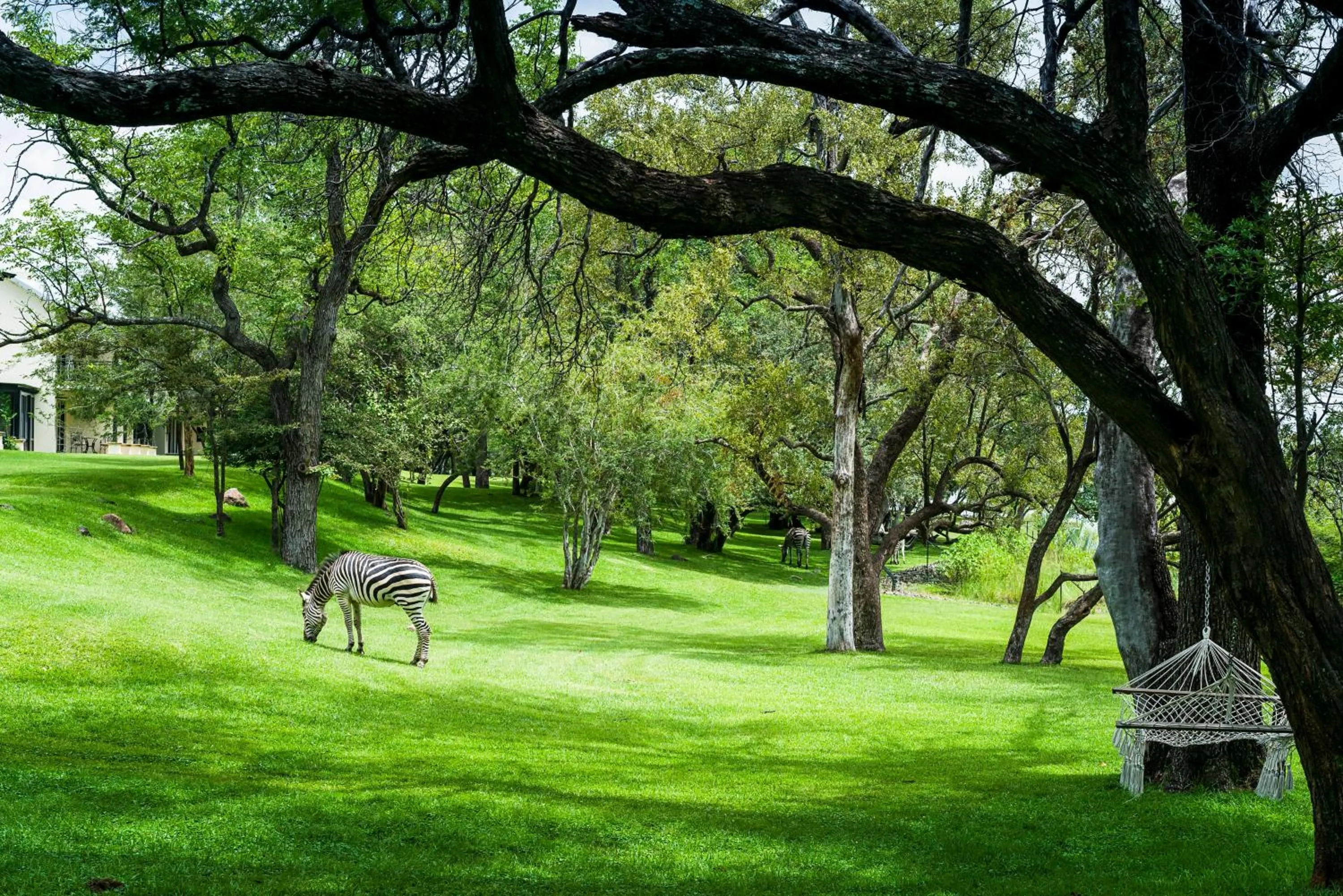 Animals in Royal Livingstone Hotel by Anantara